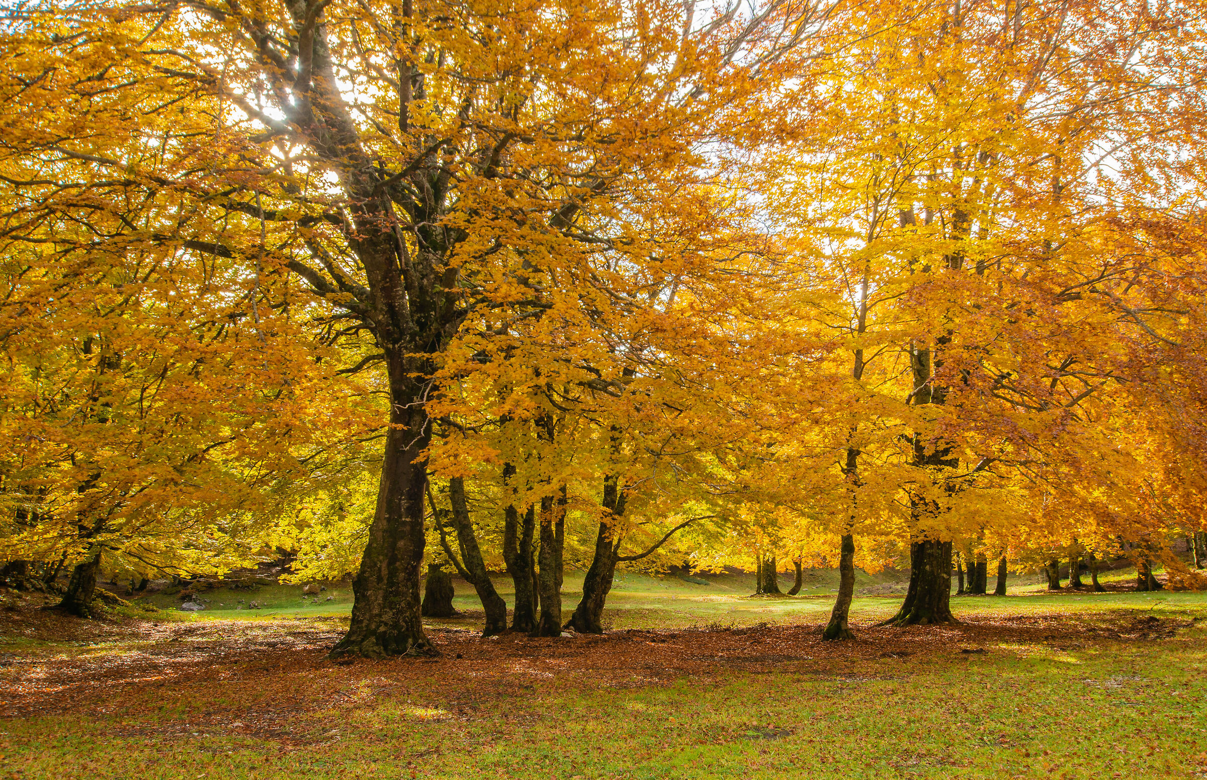I colori dell'autunno  2021
