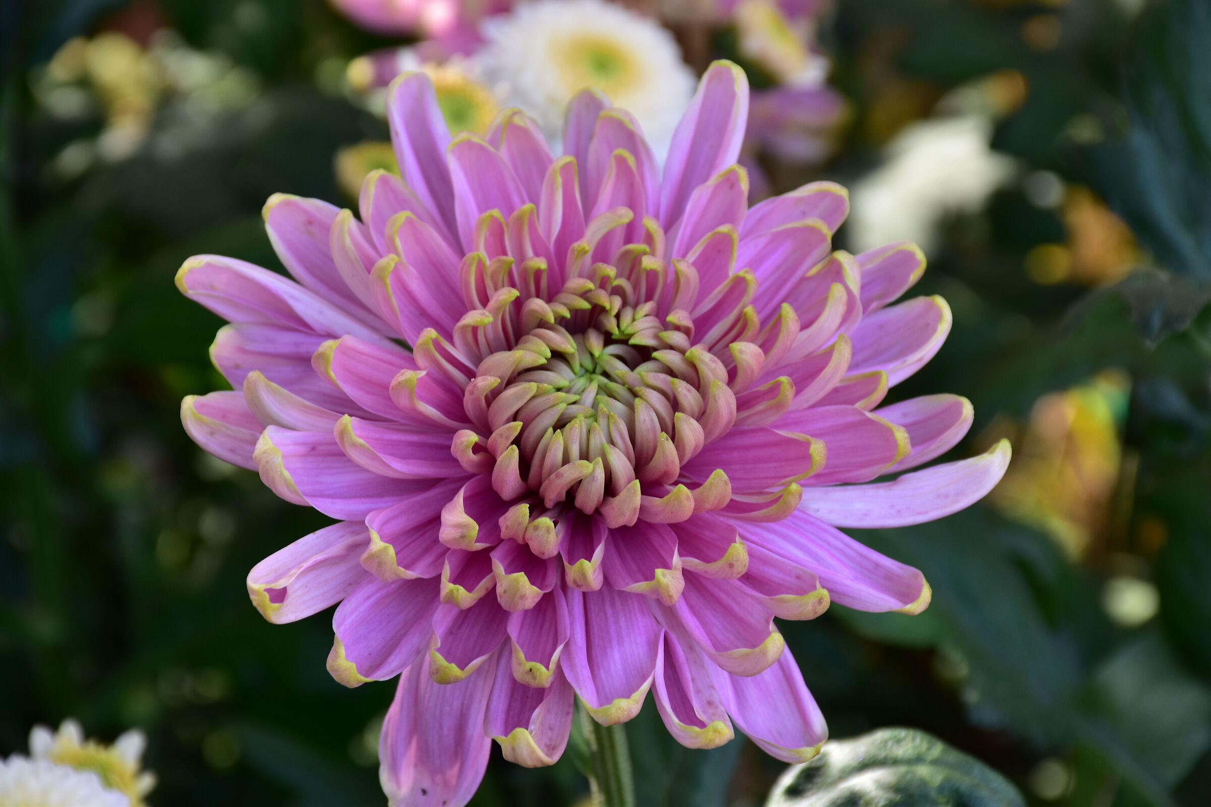 fiori di stagione Castello di Masino