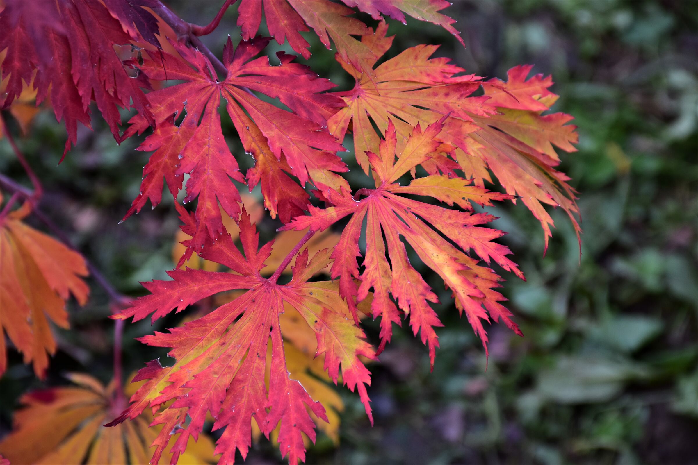 foliage autunnale Castello di Masino