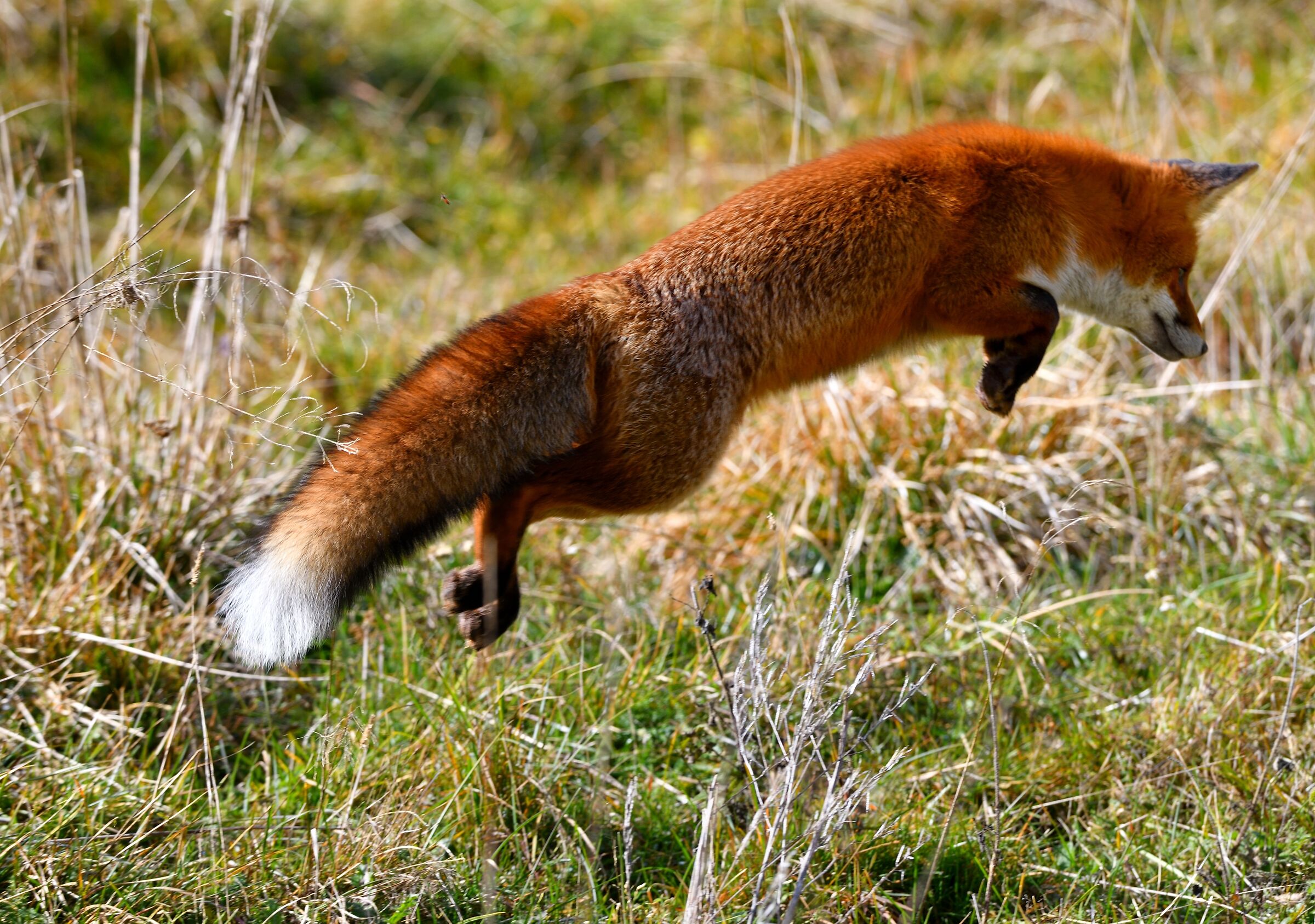 fox on the hunt....