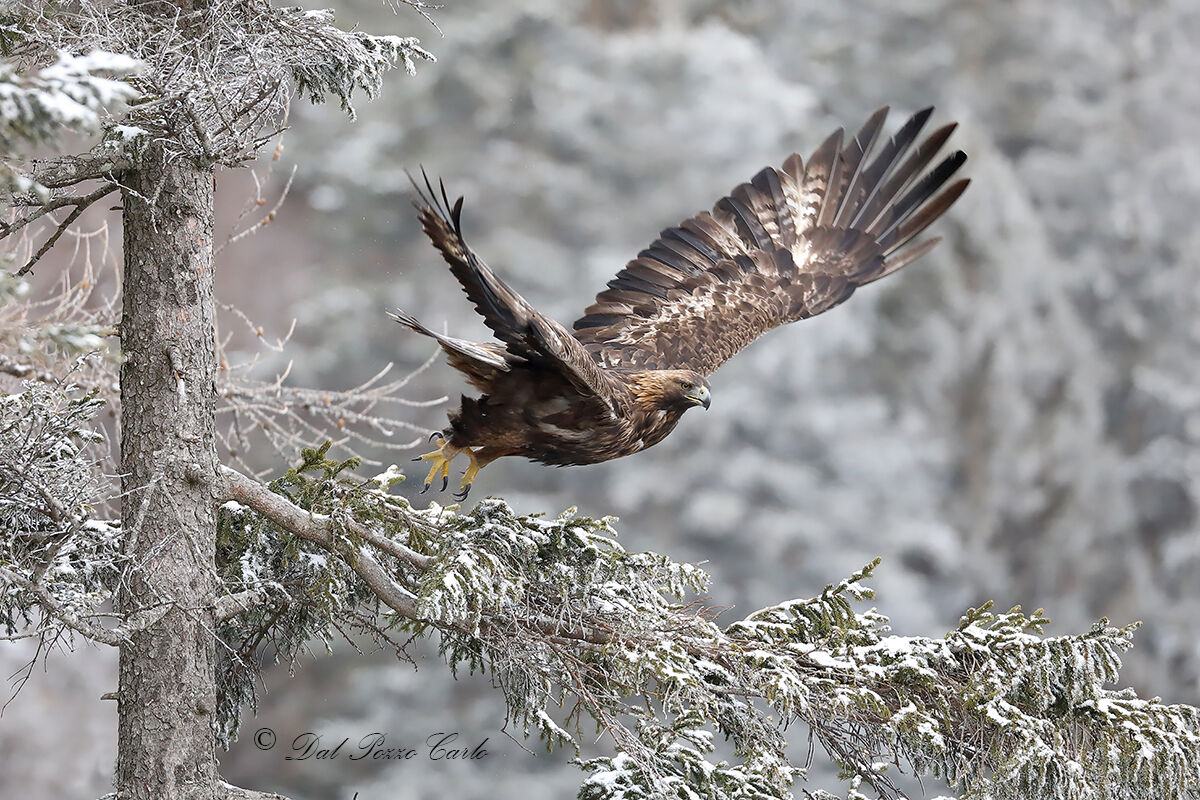 Aquila chrysaetos italian alps