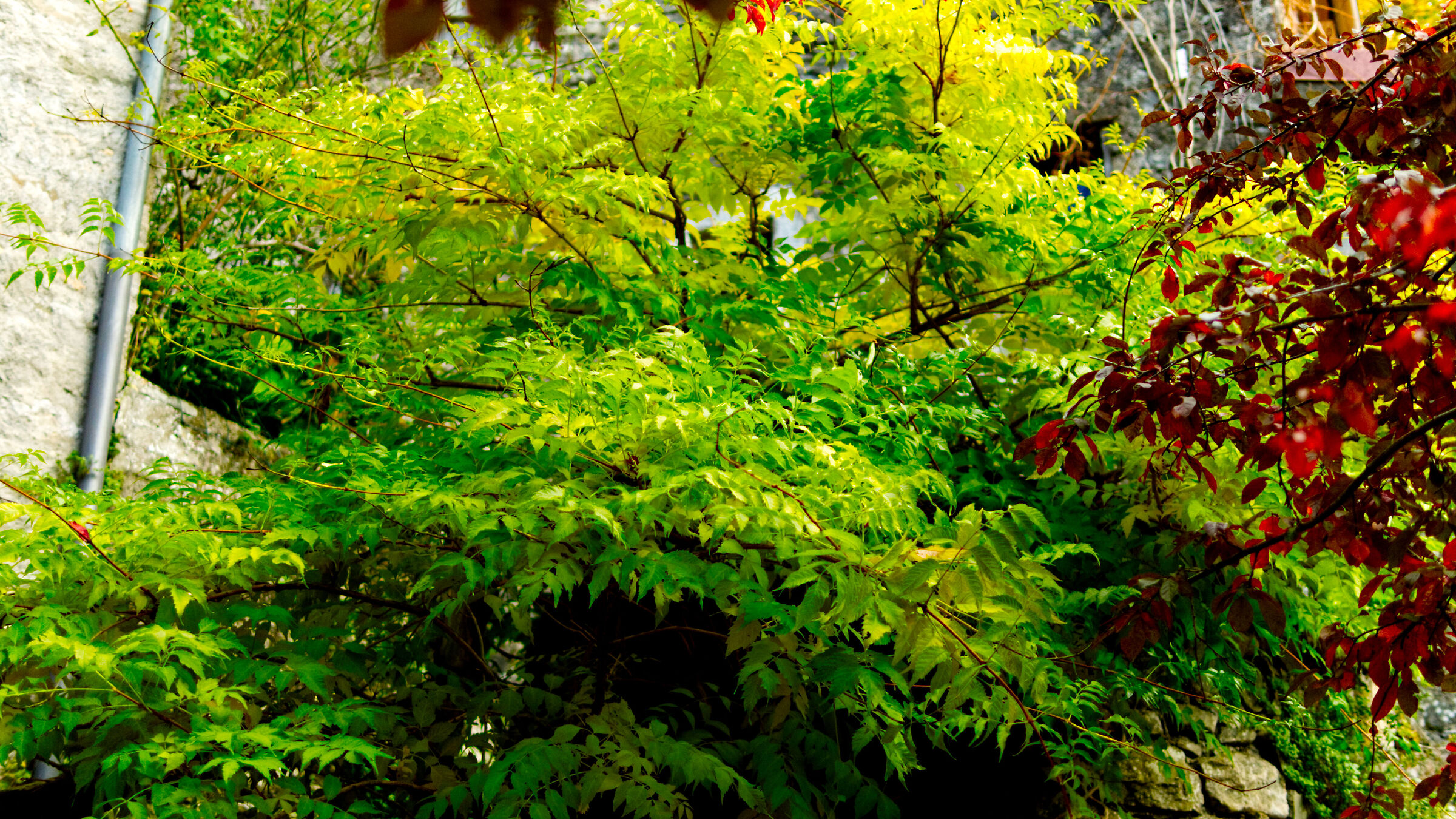 Autumn colors