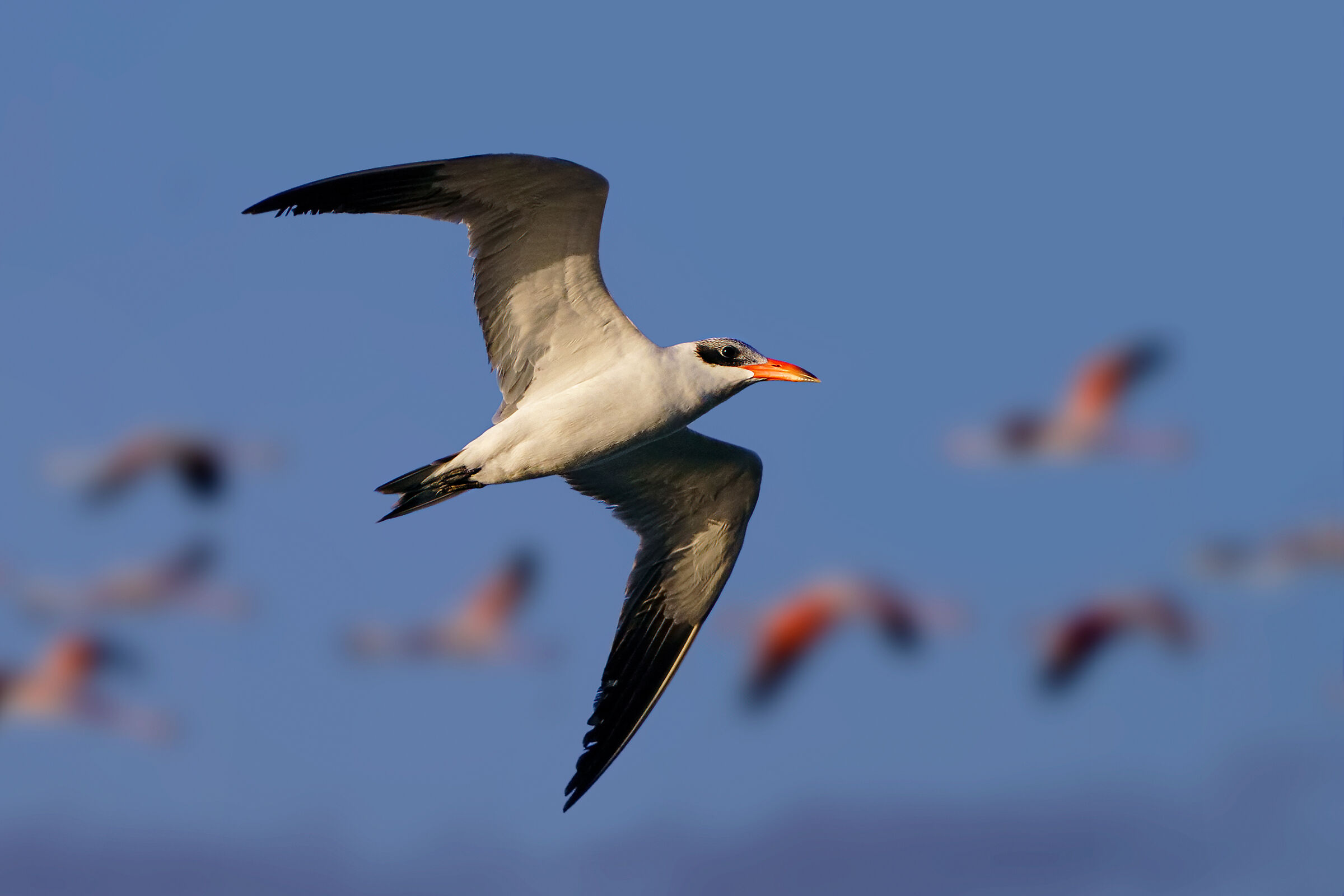 Major tern