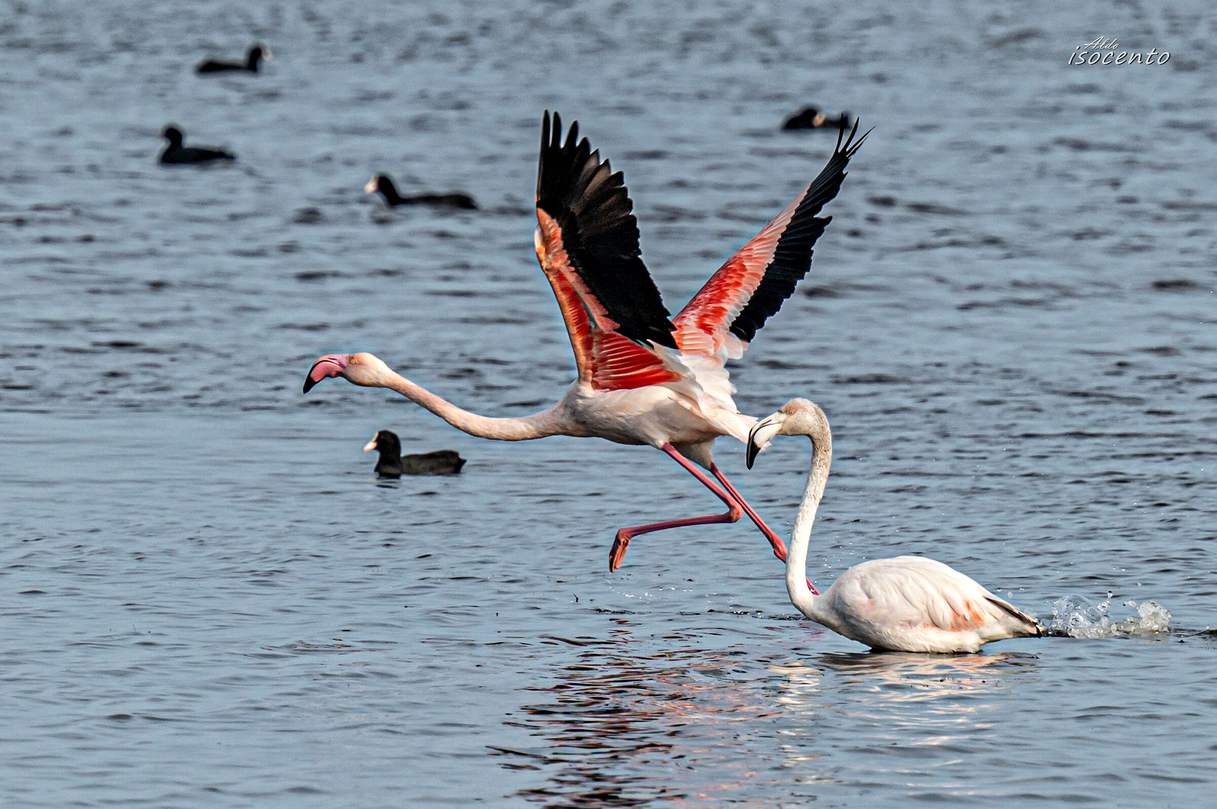 Fenicotteri