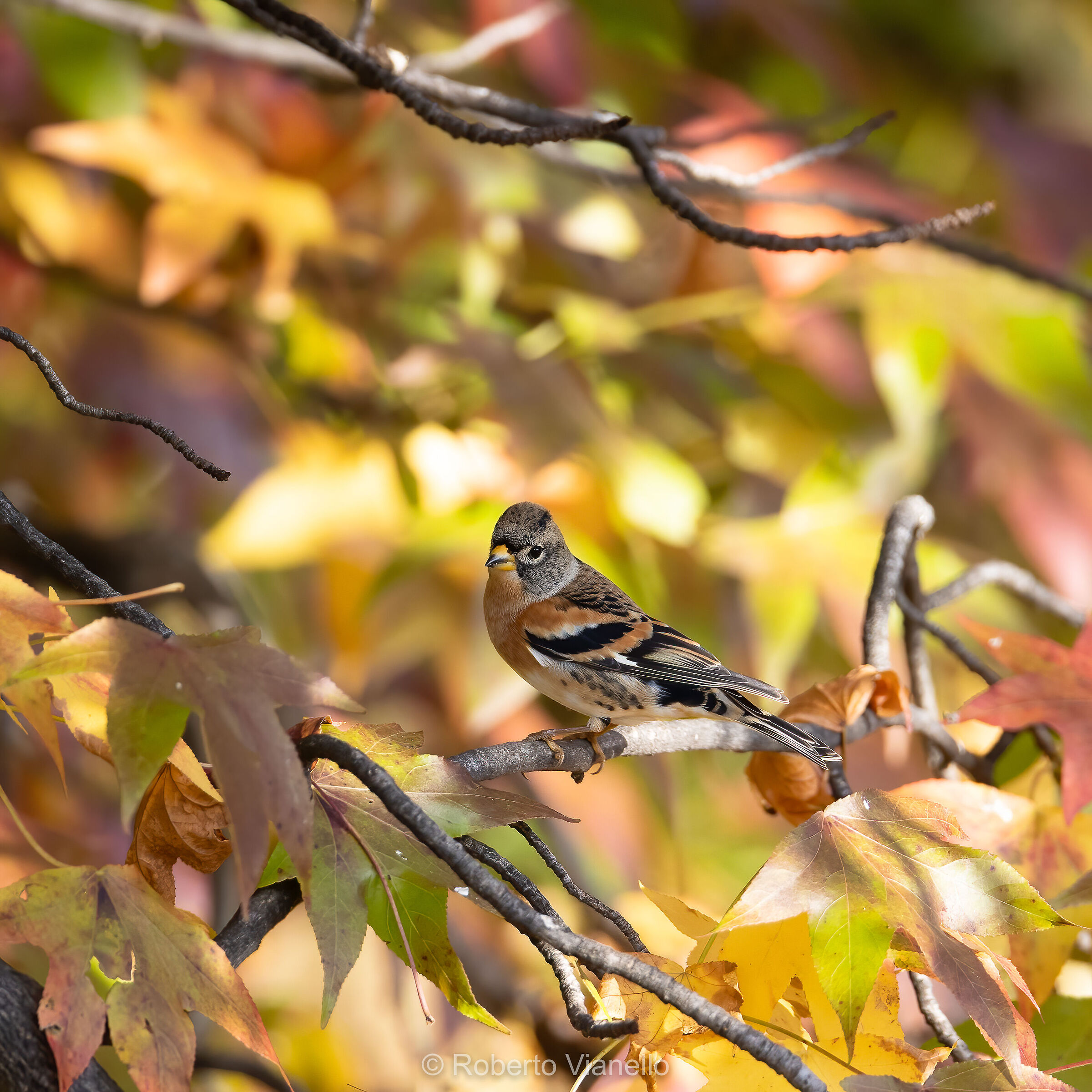 Peppola (Fringilla montifringilla)