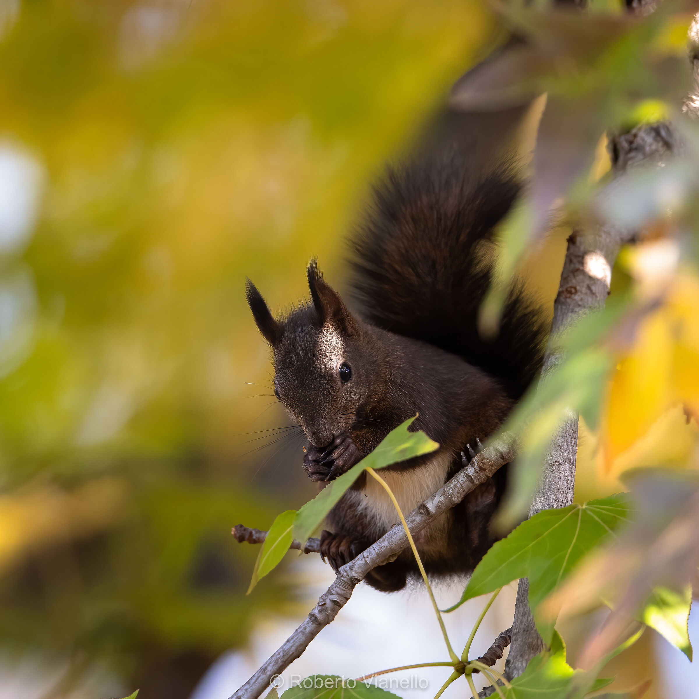 Scoiattolo comune (Sciurus vulgaris)