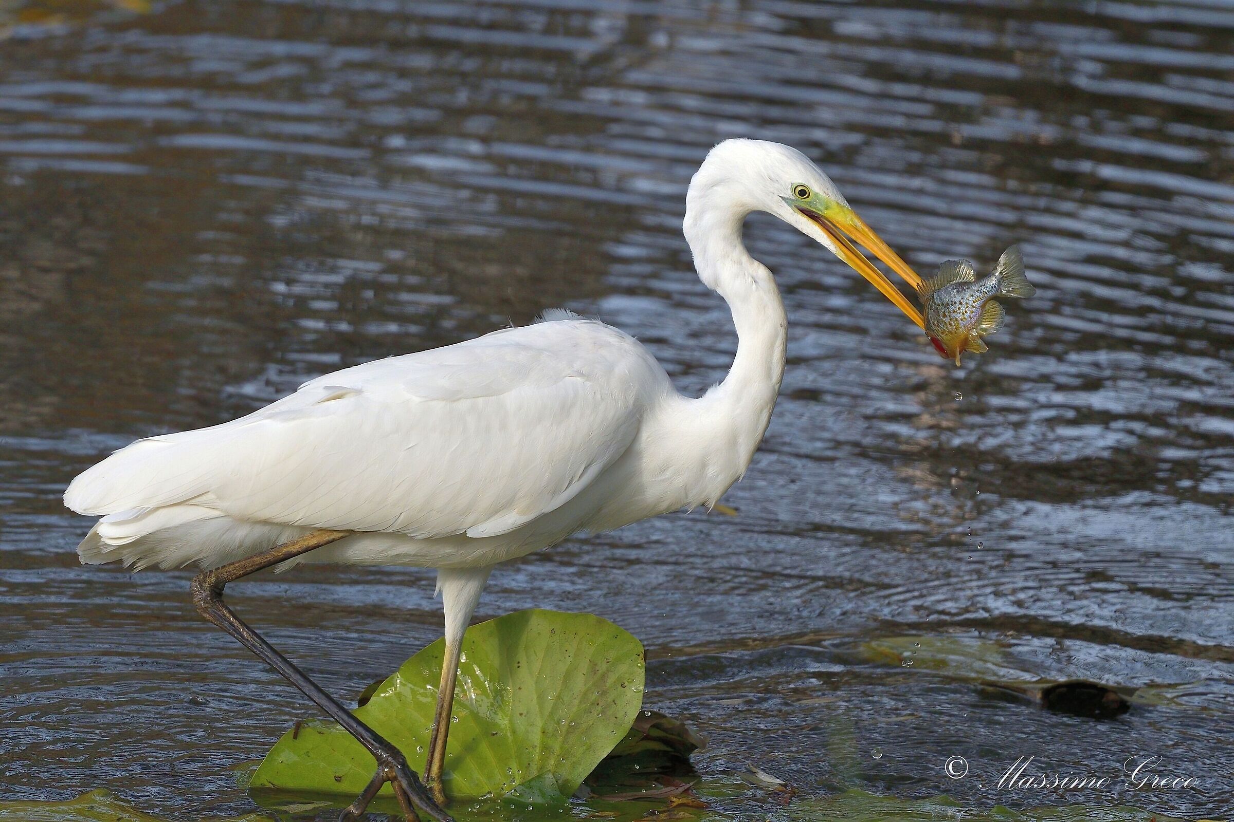 Airone bianco maggiore a colazione
