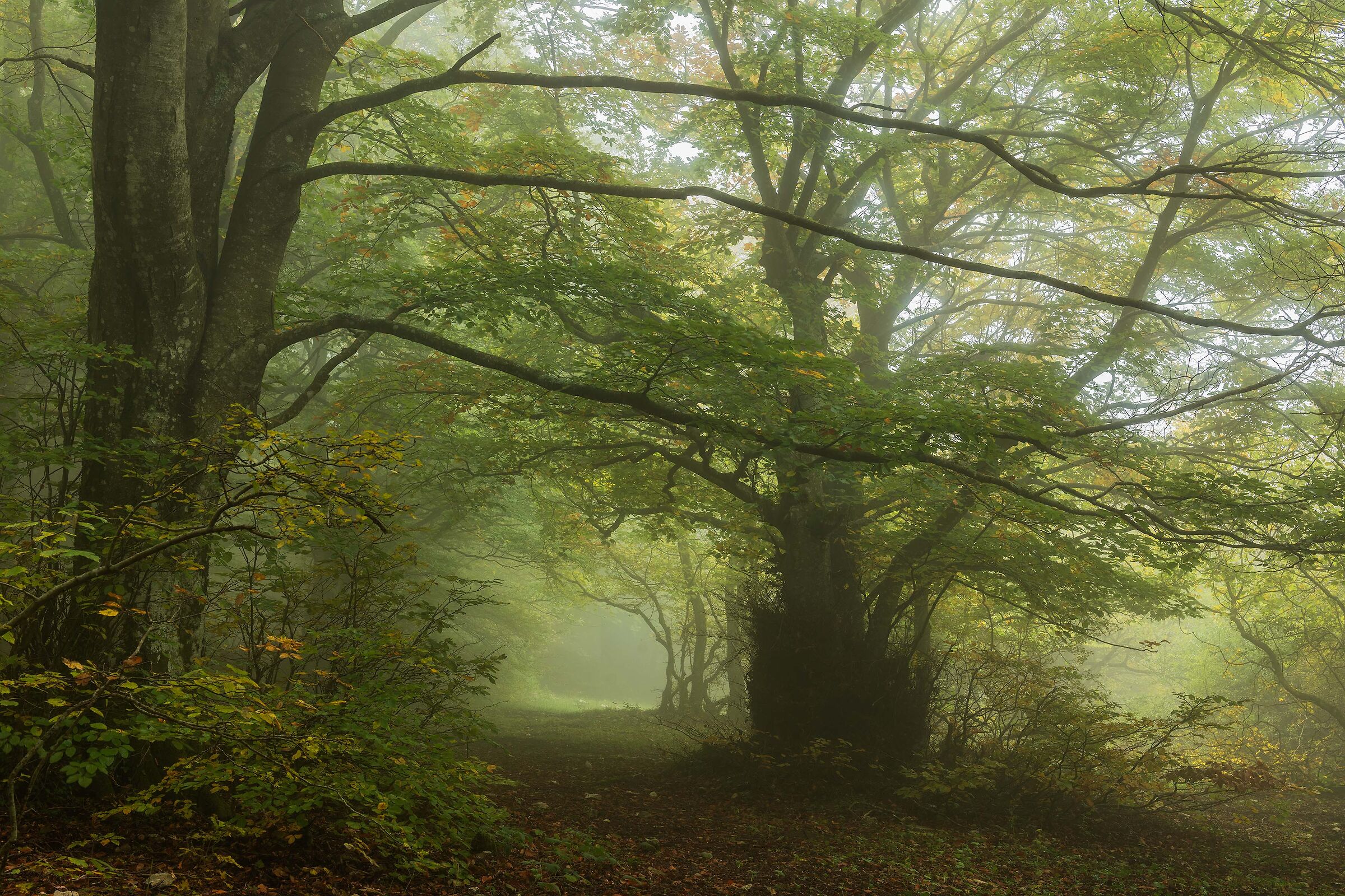 Canfaito e la sua nebbia