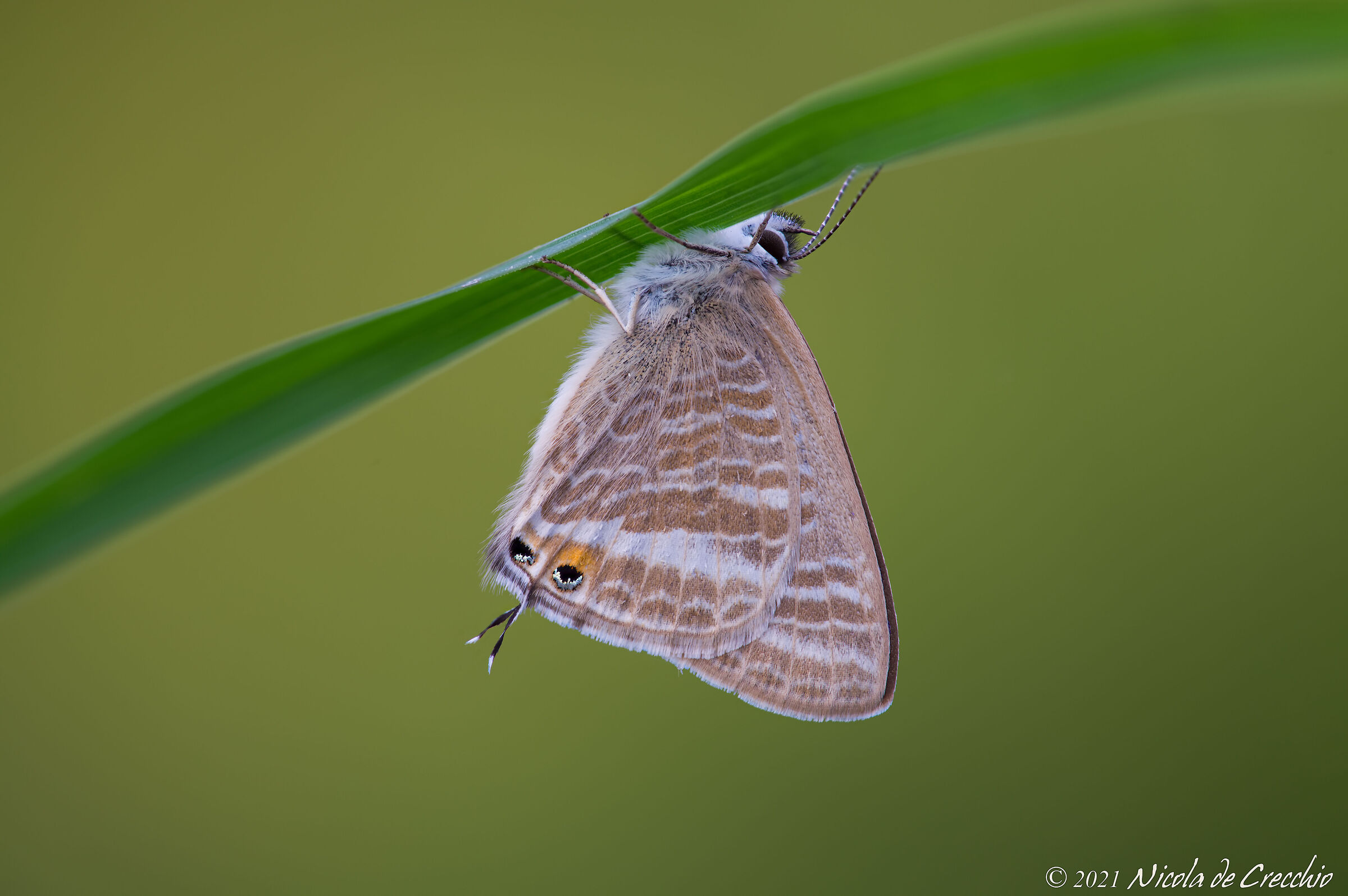 Lycaenidae migratore