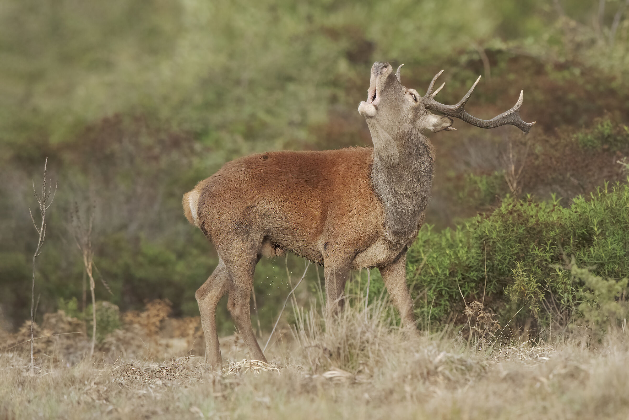 cervo sardo in bramito