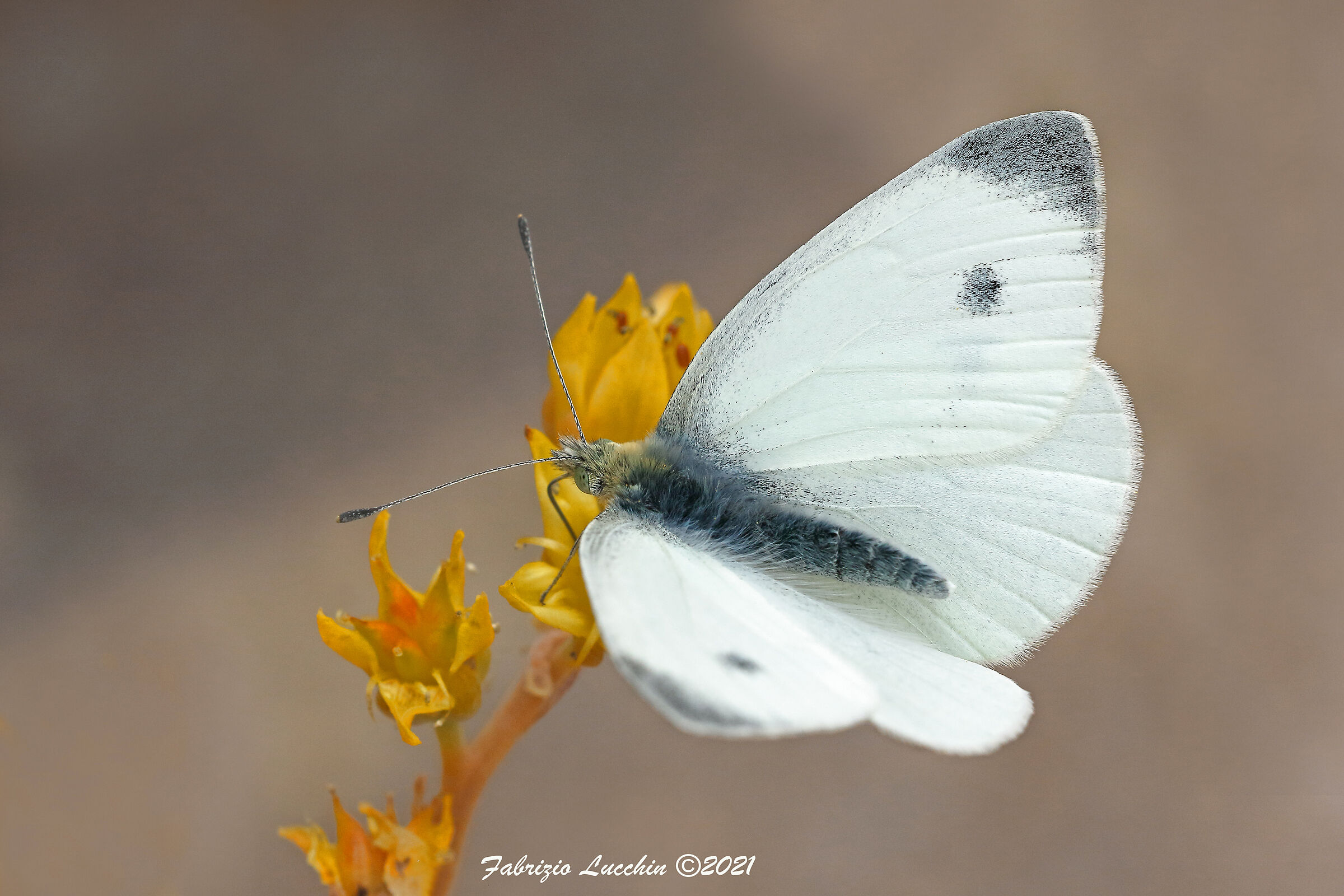 Pieris rapae (Esemplare maschio)