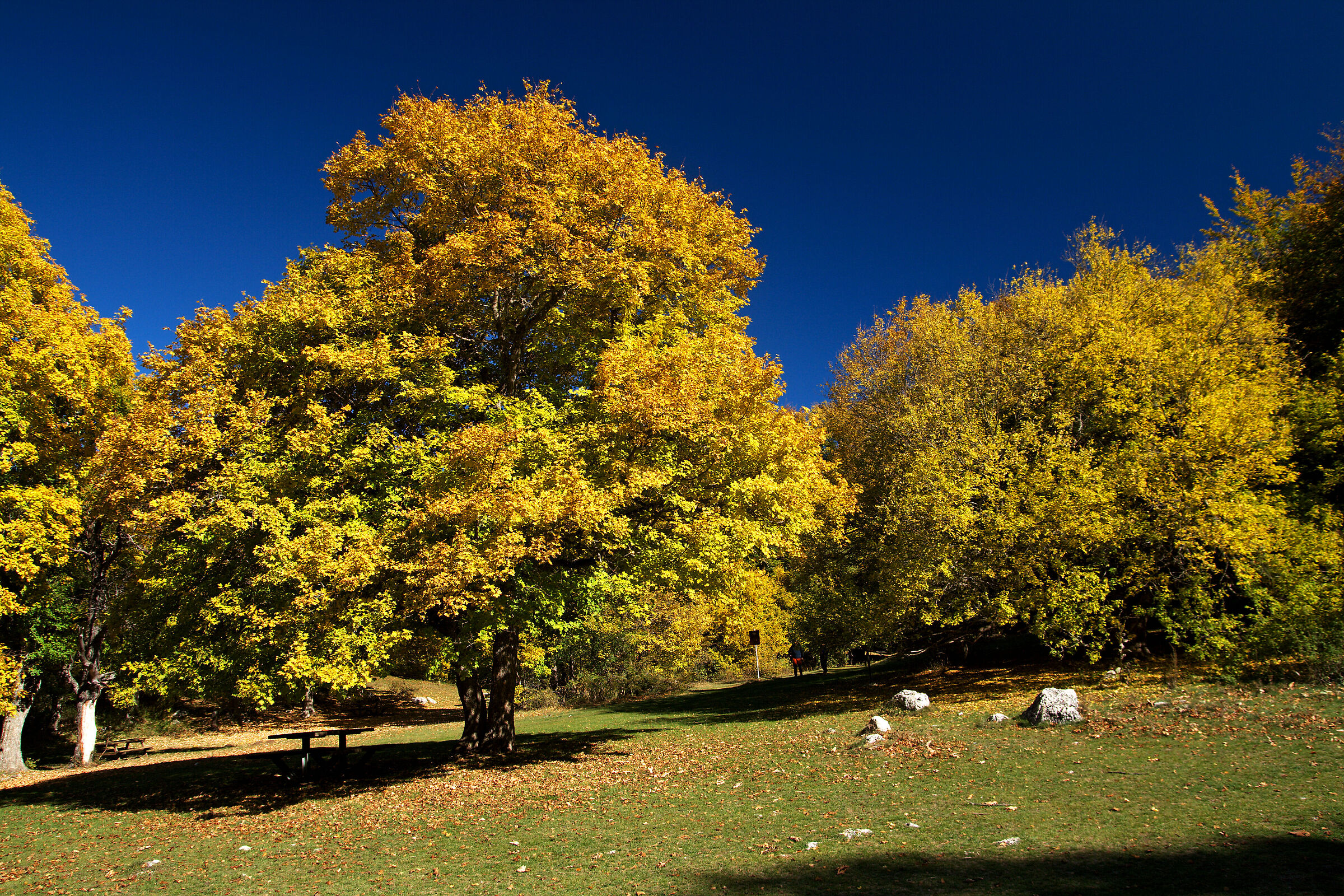 Bosco di Sant'Antonio