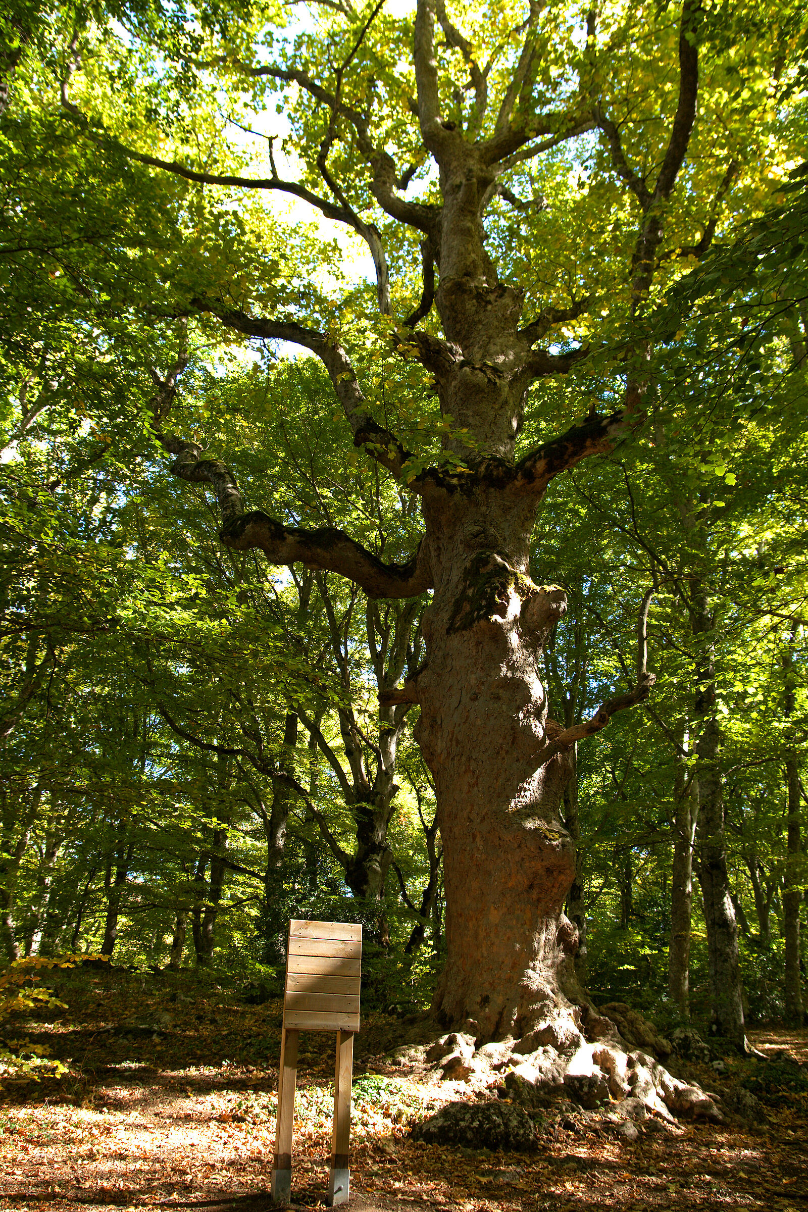 Faggio secolare del Bosco di Sant'Antonio