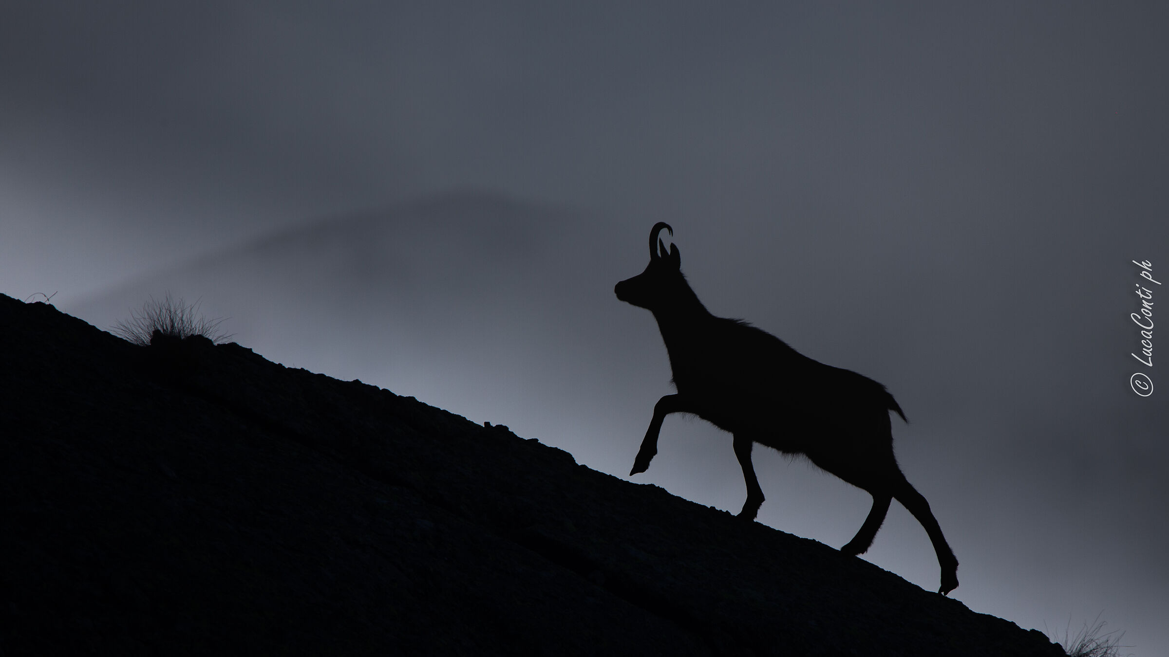 Camoscio Alpino (RupicapraRupicapra ) Valsassina LC