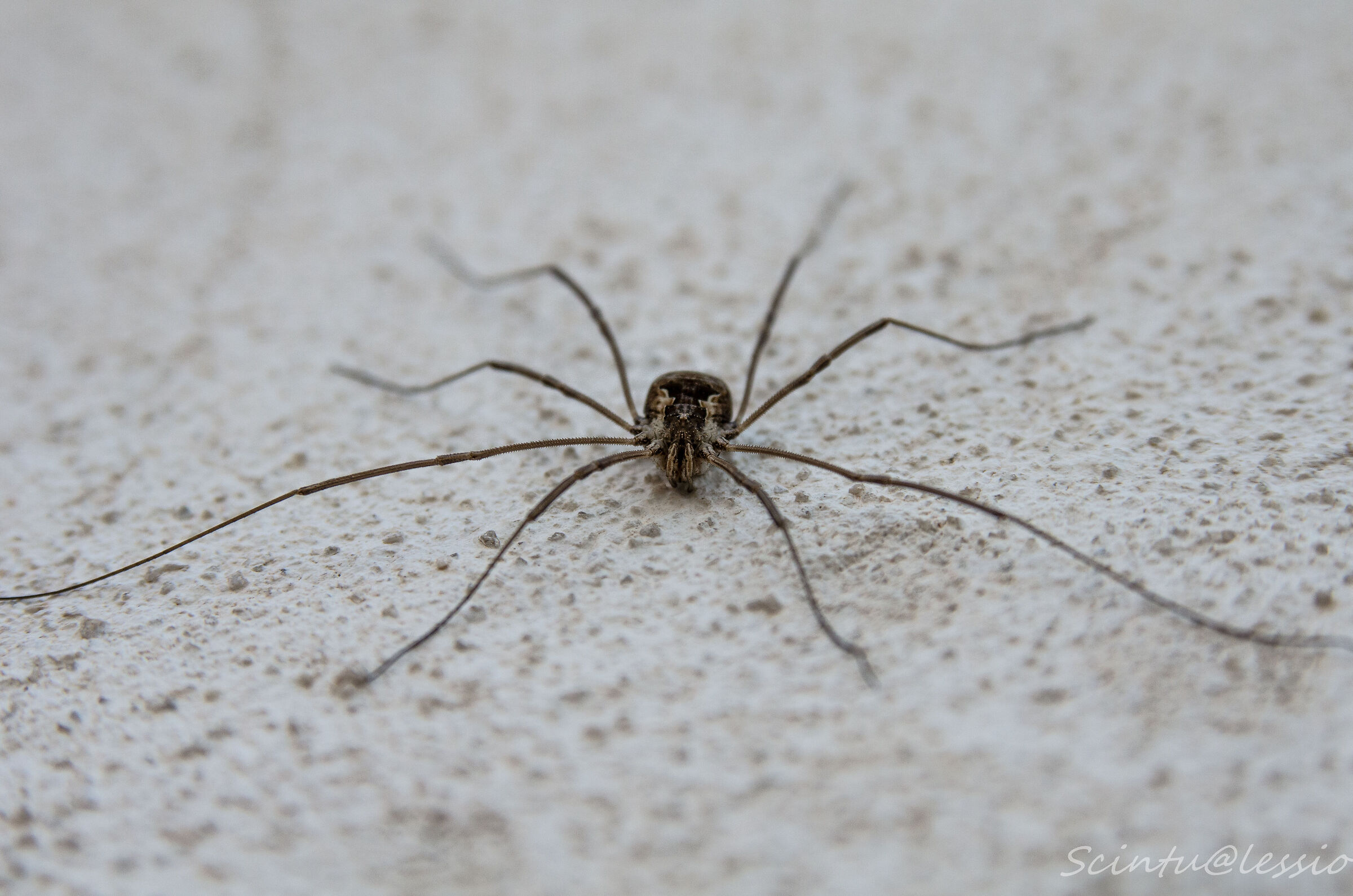 Spider in the wall(Opilionide)