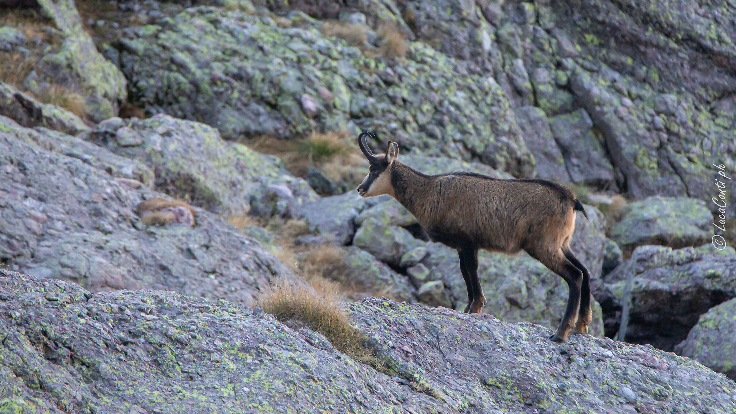 Camoscio Alpino (Valsassina)