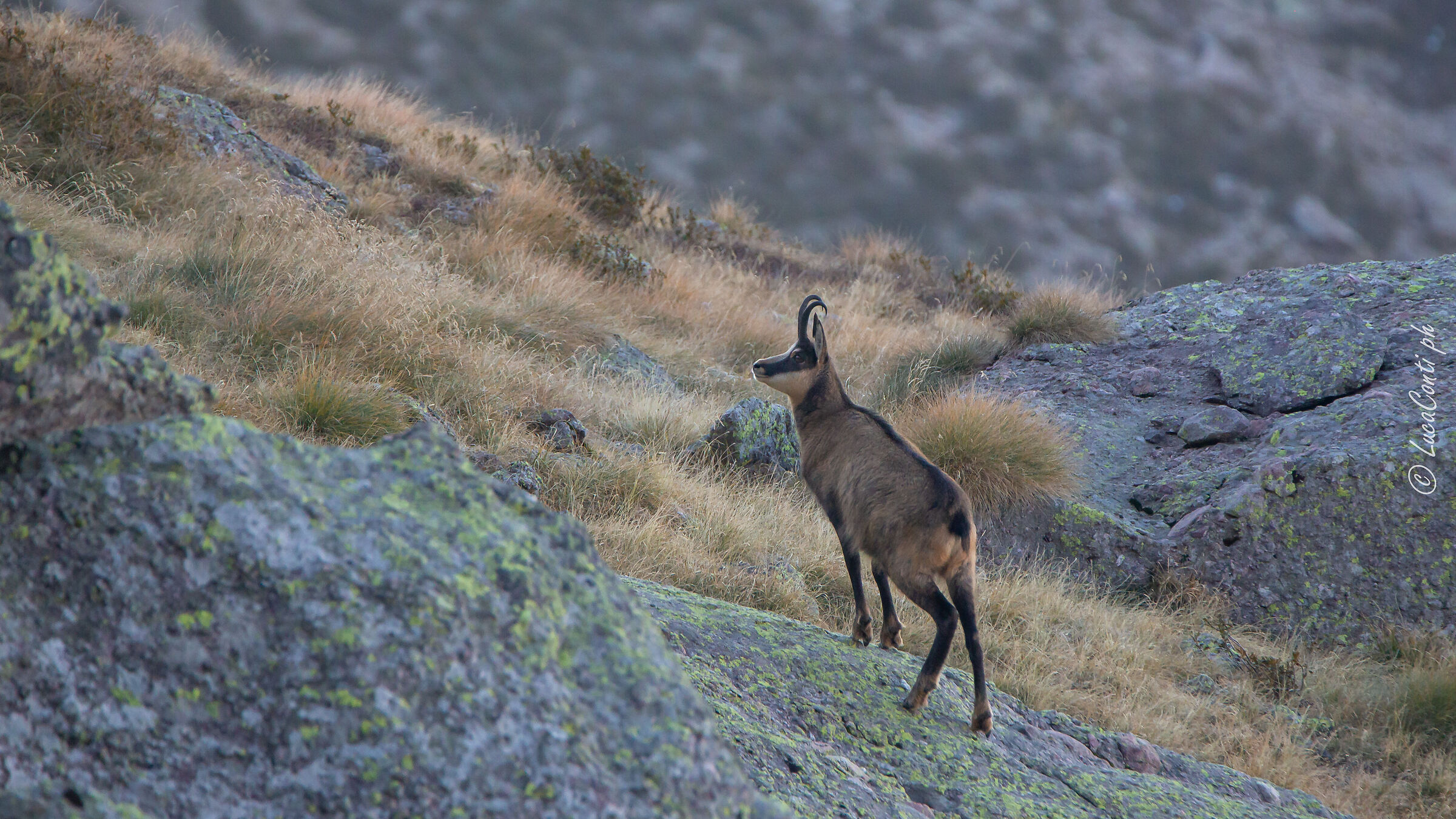 Camoscio Alpino (Valsassina)