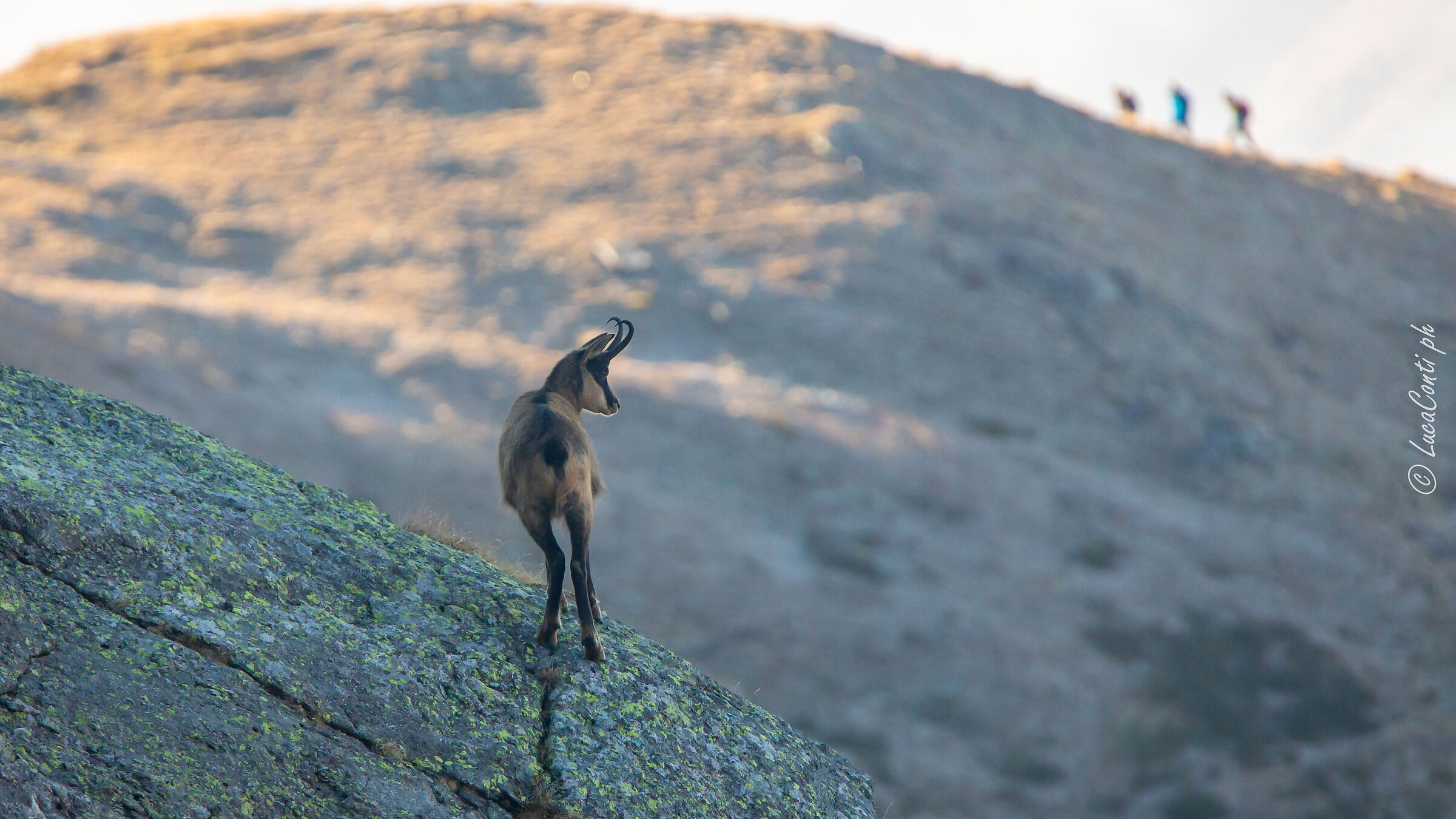 Camoscio Alpino (Valsassina)