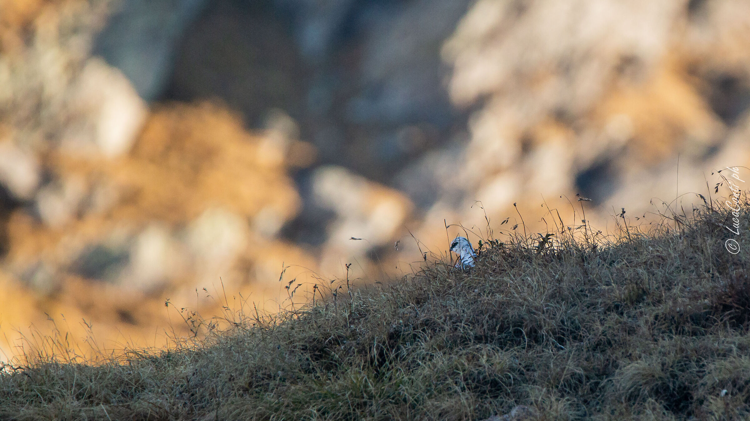 Pernici bianche (Valsassina)