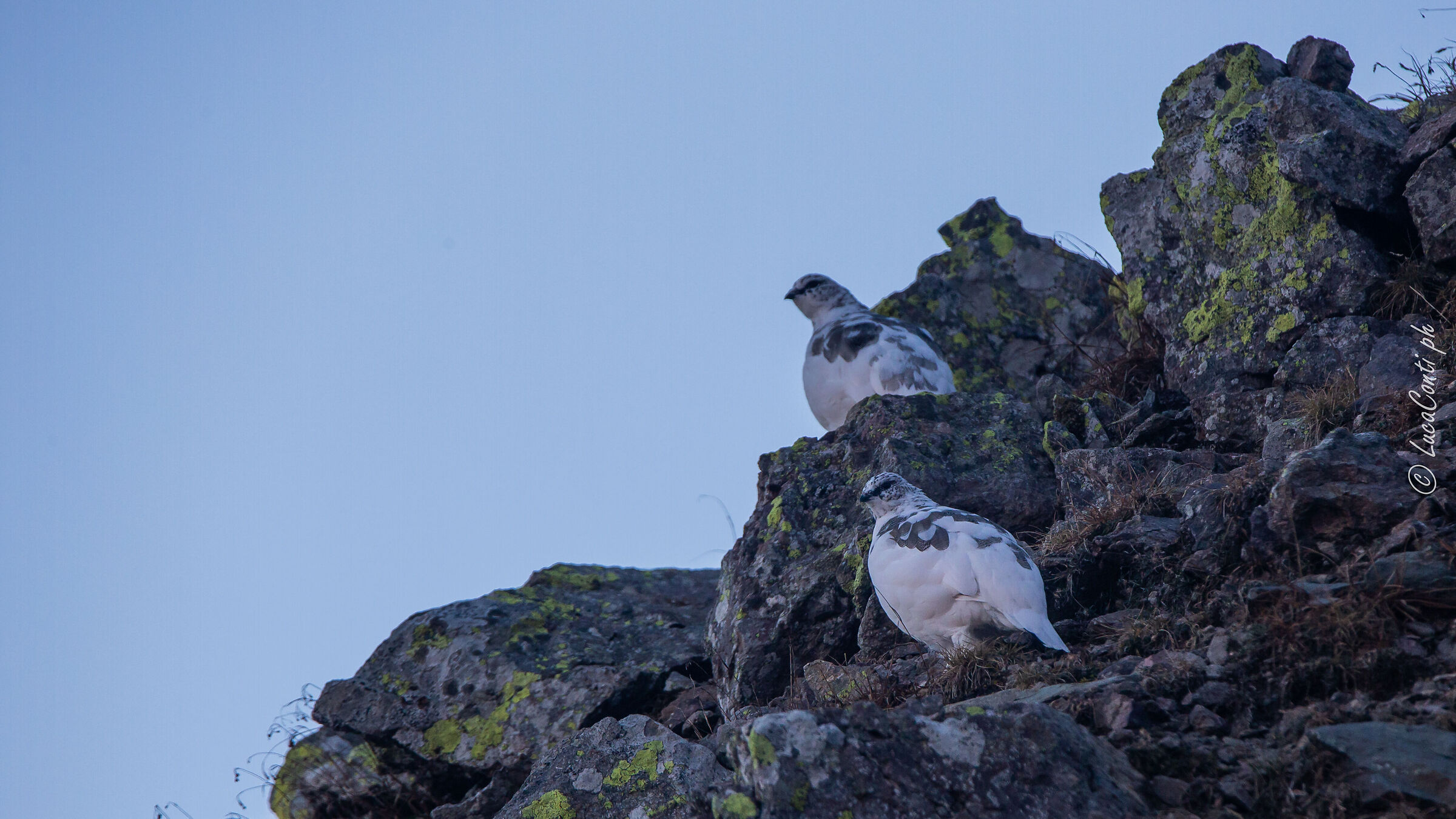 Pernici bianche (Valsassina)