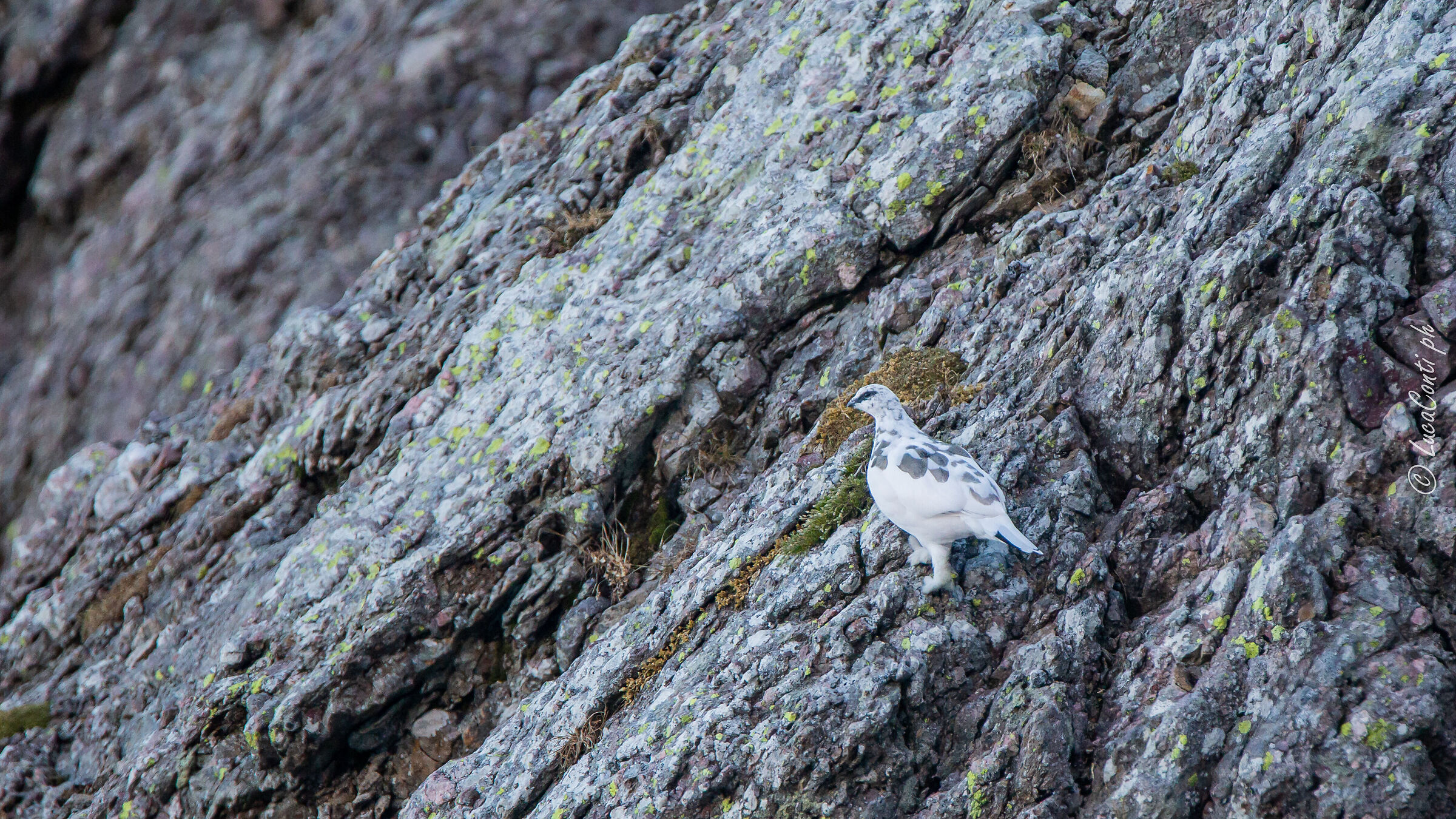 Pernici bianche (Valsassina)