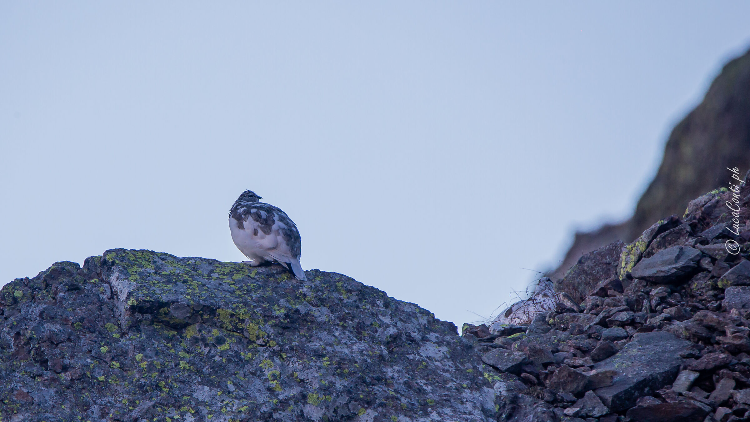 Pernice bianca , Valsassina LC
