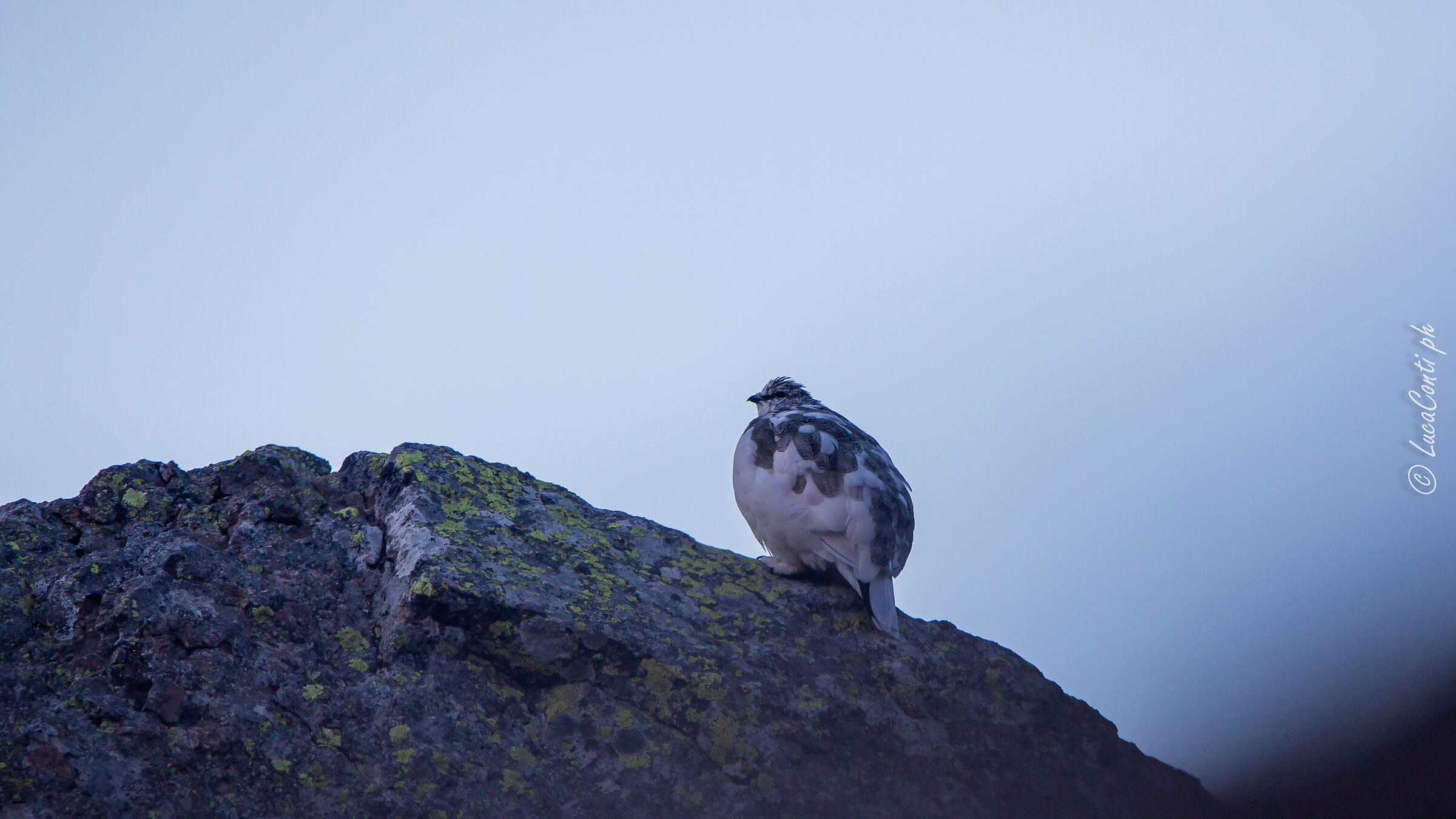 Pernice bianca , Valsassina LC