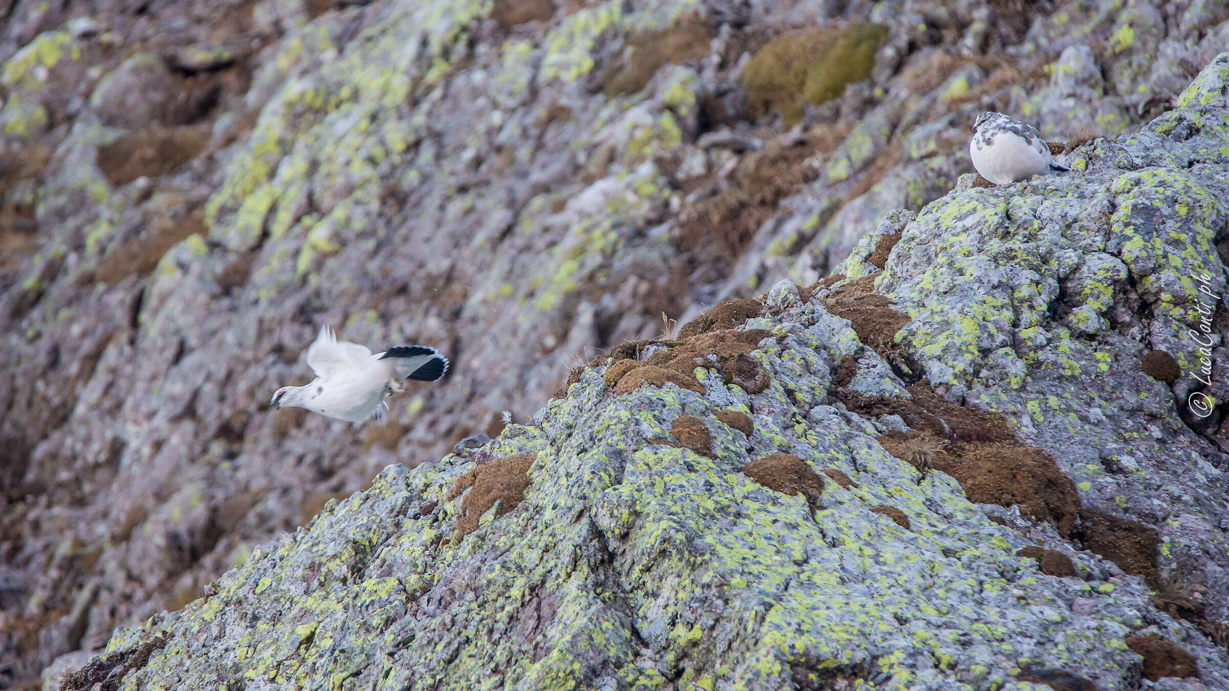 Pernice bianca , Valsassina LC