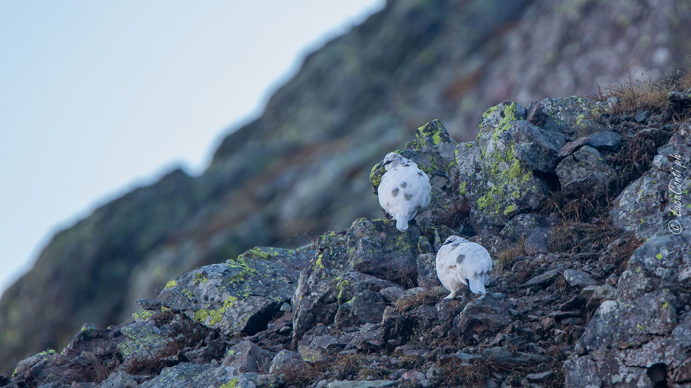 Pernice bianca , Valsassina LC
