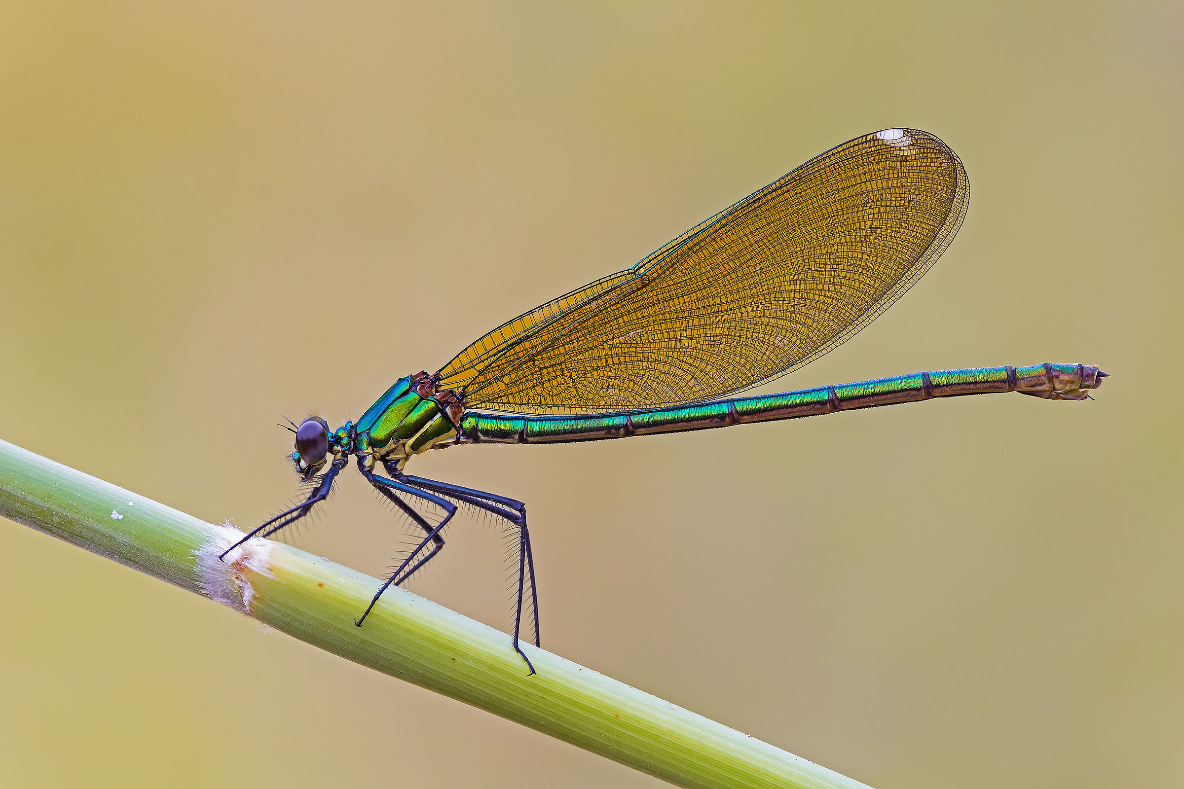 Calopteryx splendens
