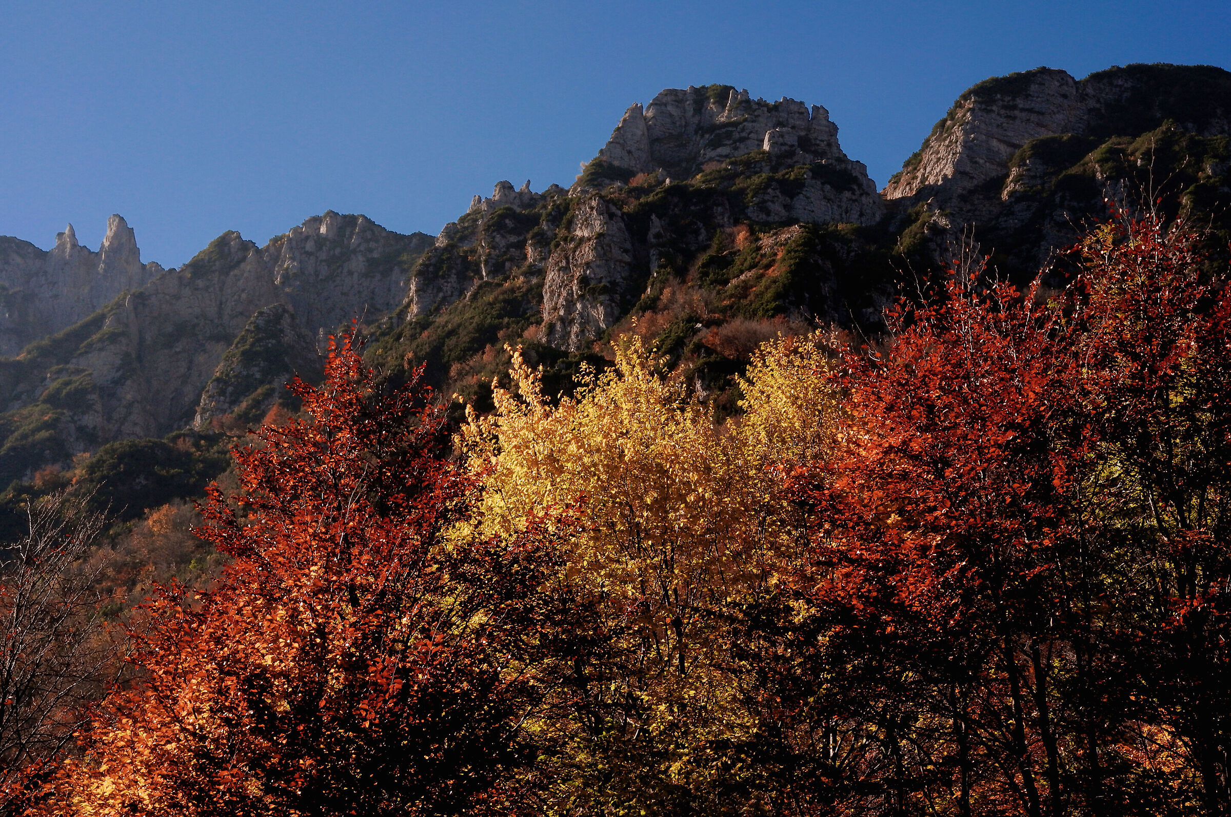 Sentiero dei grandi alberi Recoaro Vicenza