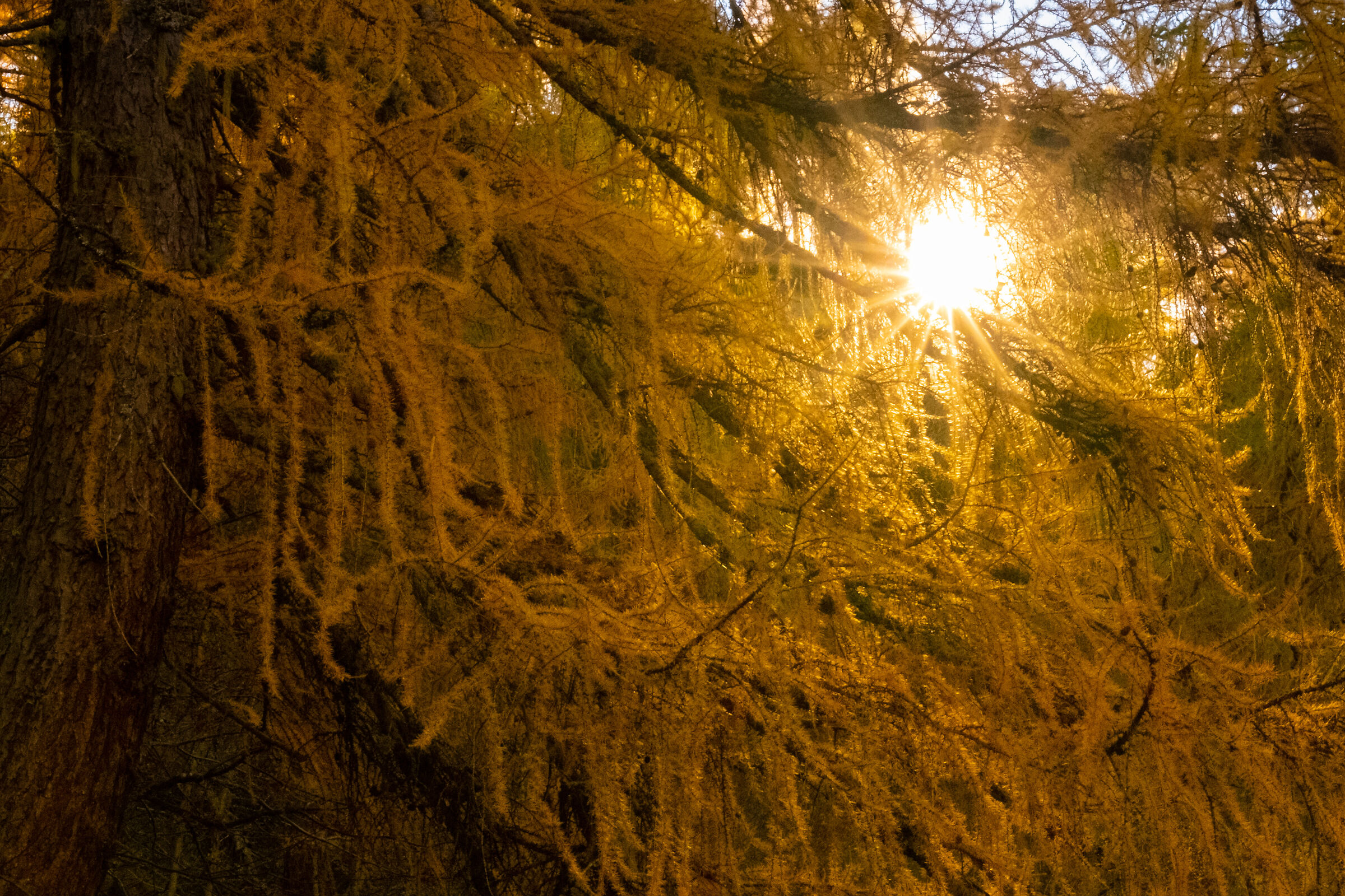 sole d'autunno