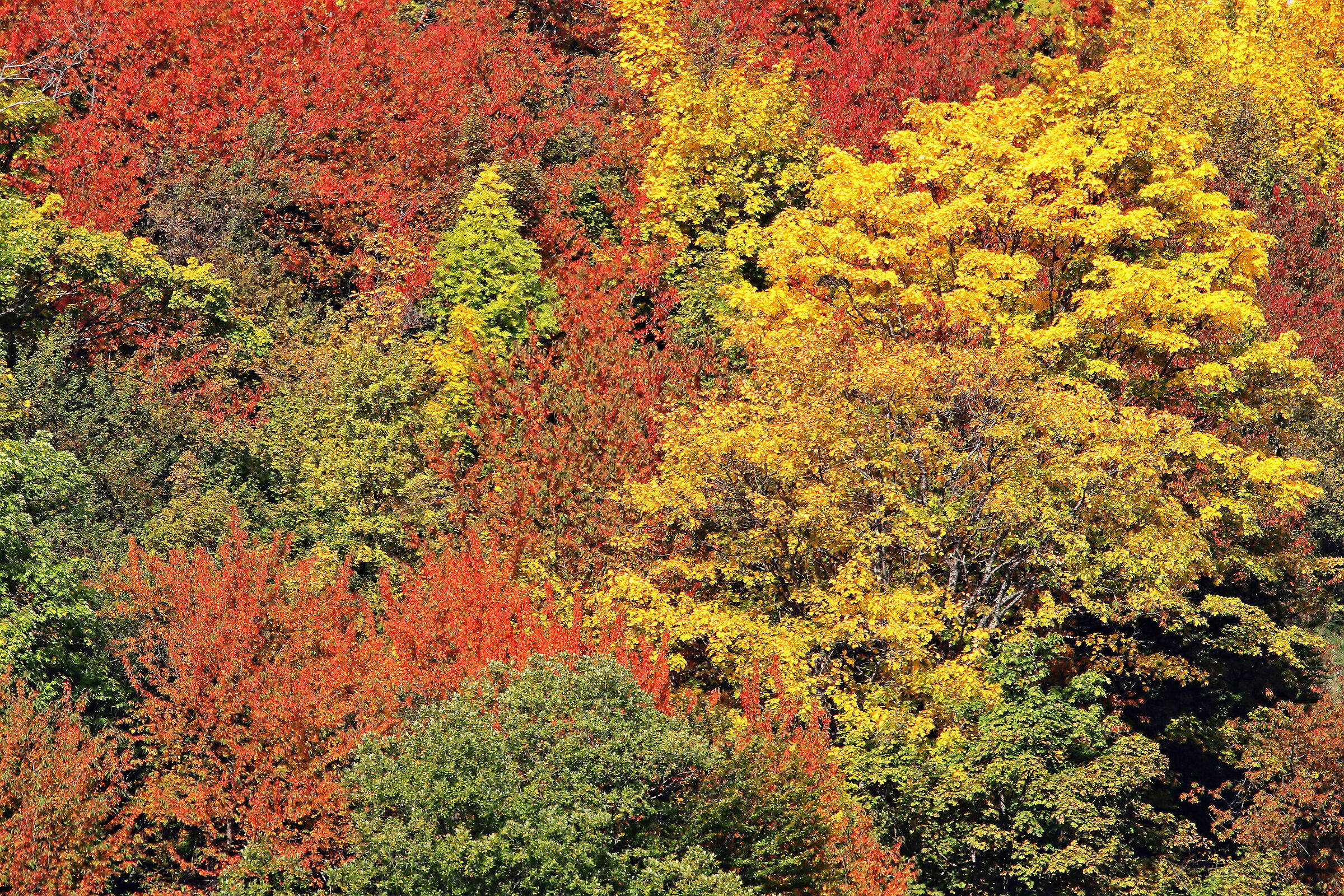 Foliage d'Abruzzo