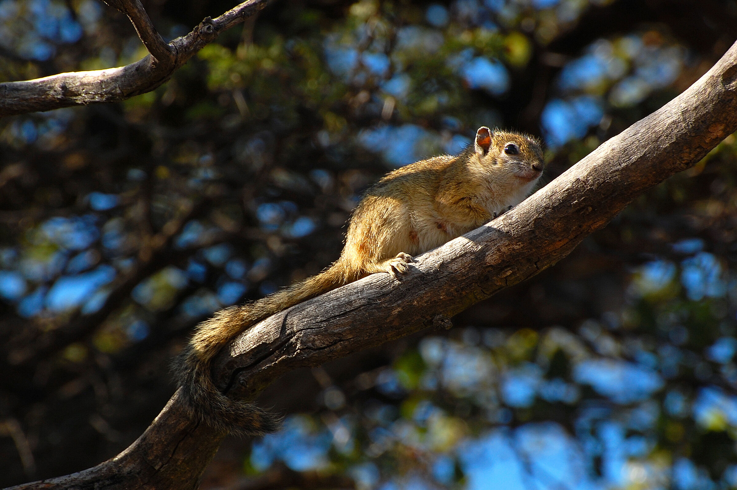 Do you have nuts, peanuts, acorns, hazelnuts ...?