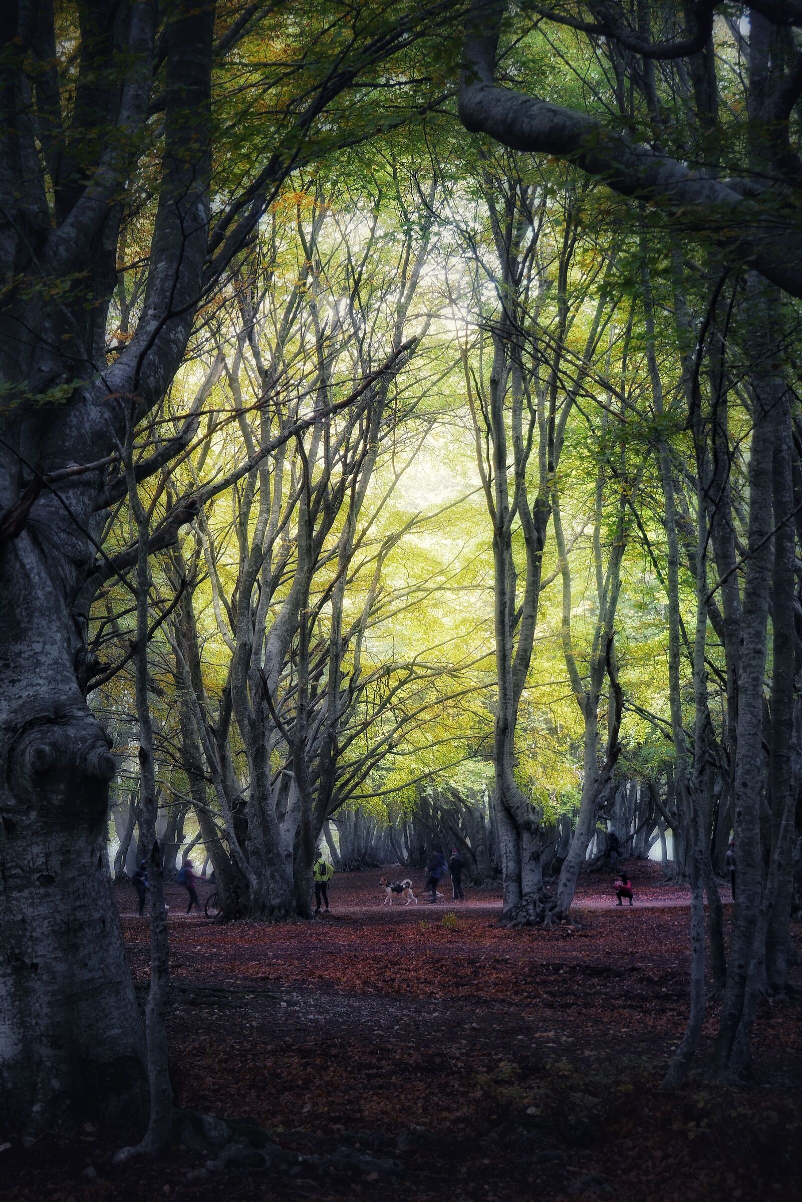 Autumn in Canfaito