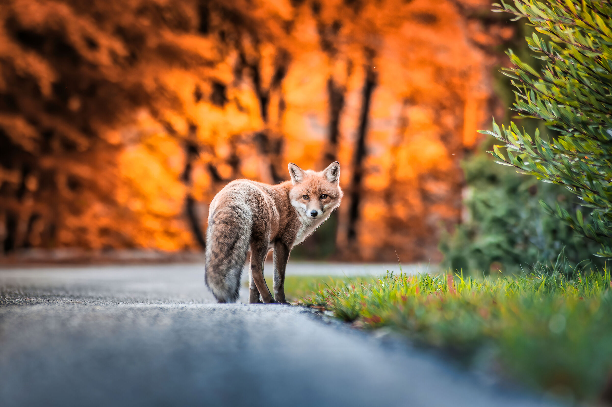 L'autunno va in scena