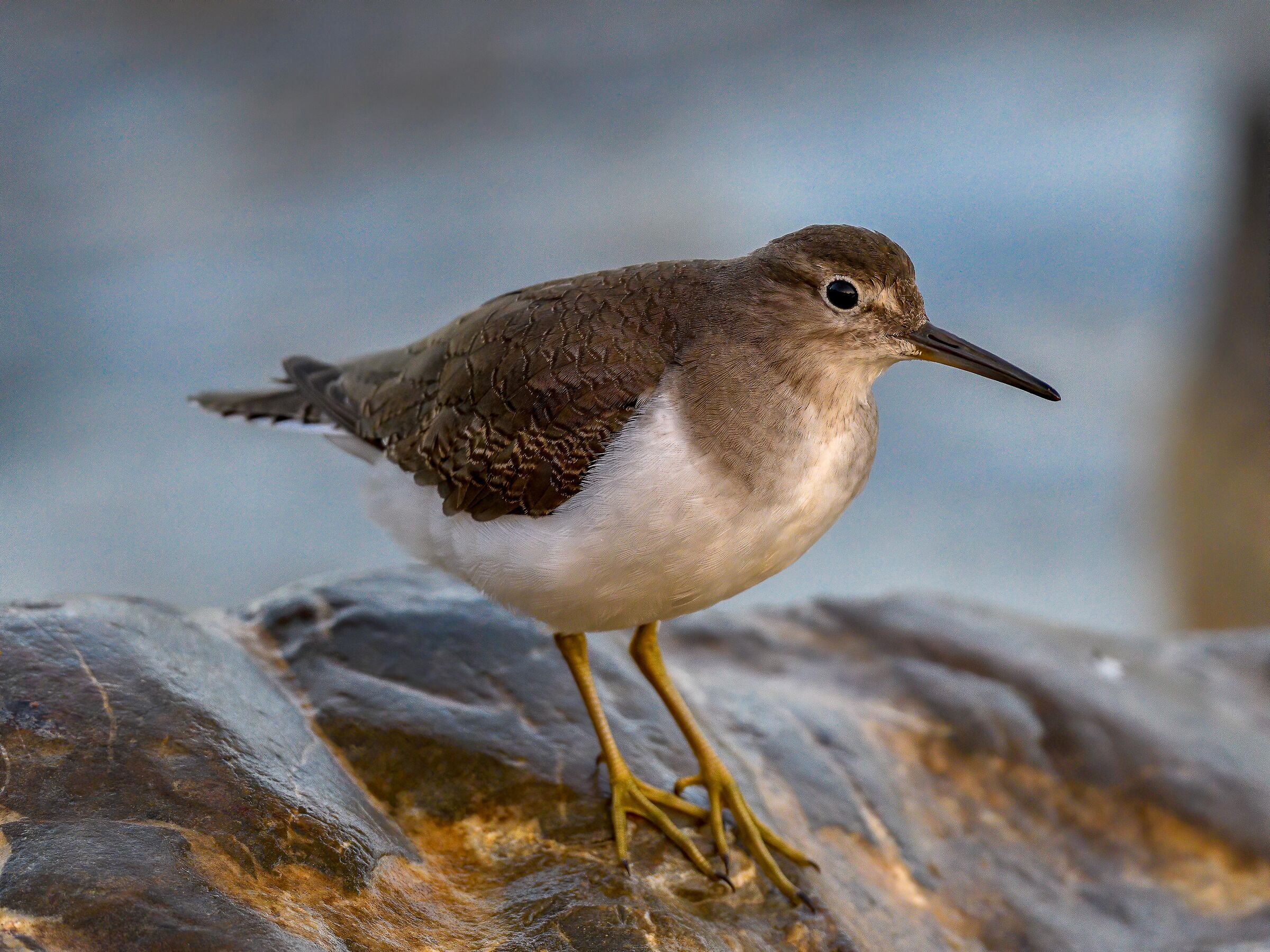 Piro piro piccolo - Actitis hypoleucos