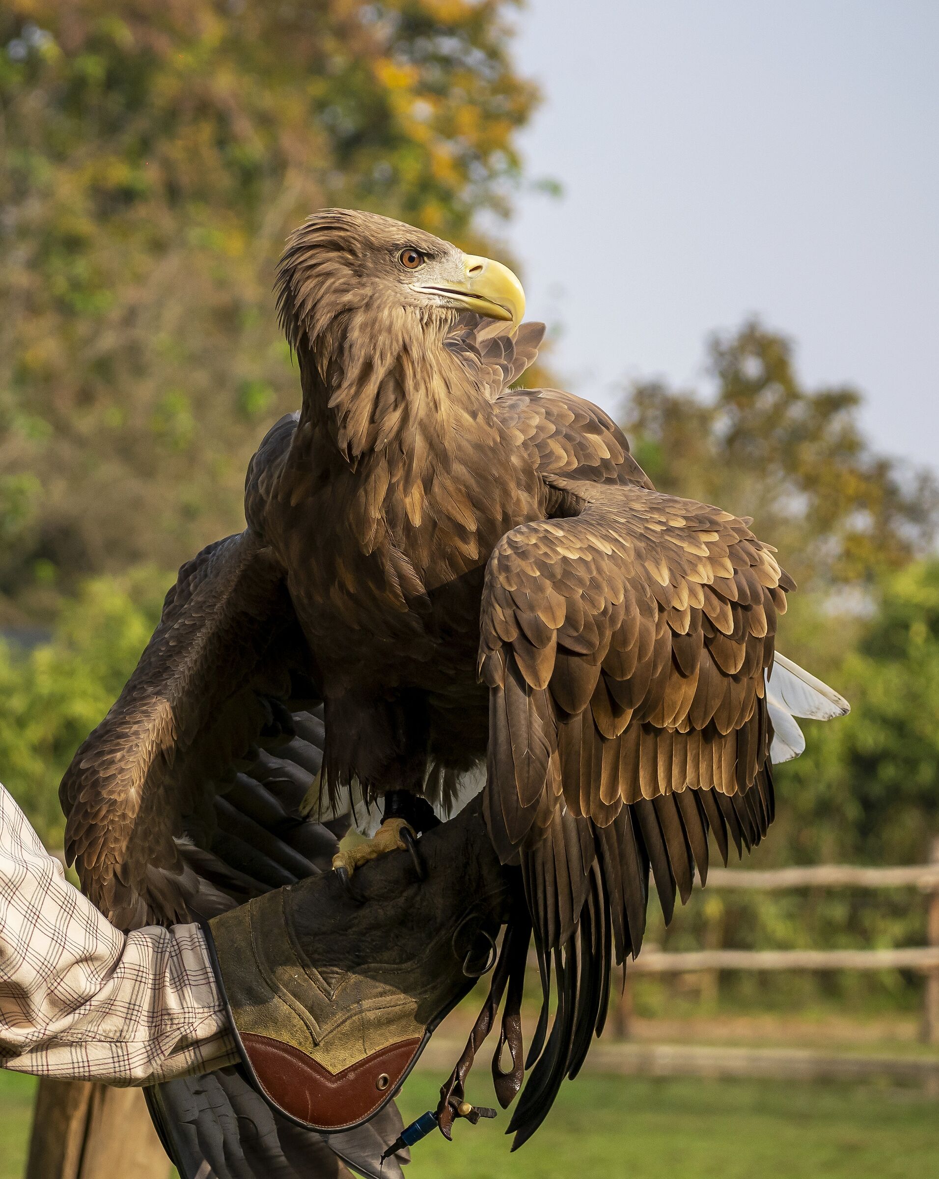 Eagle fish