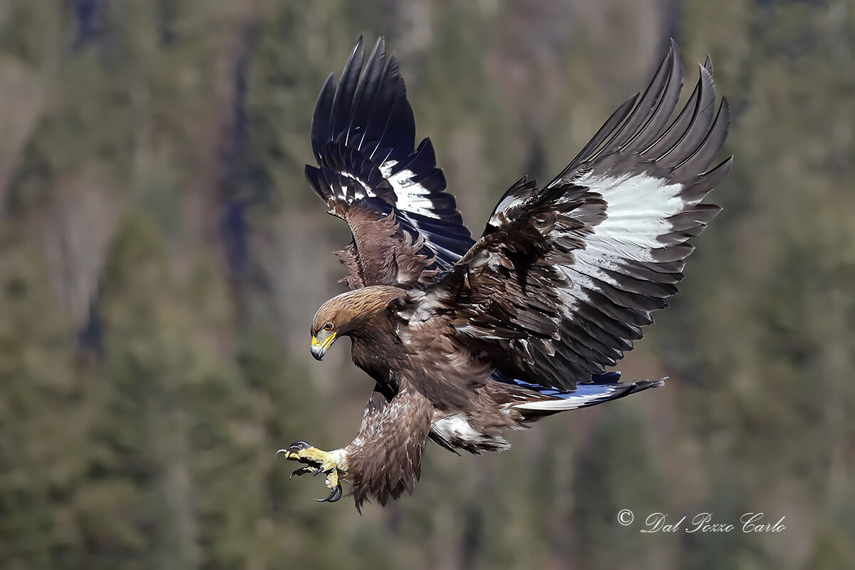 Golden eagle Italian Alps