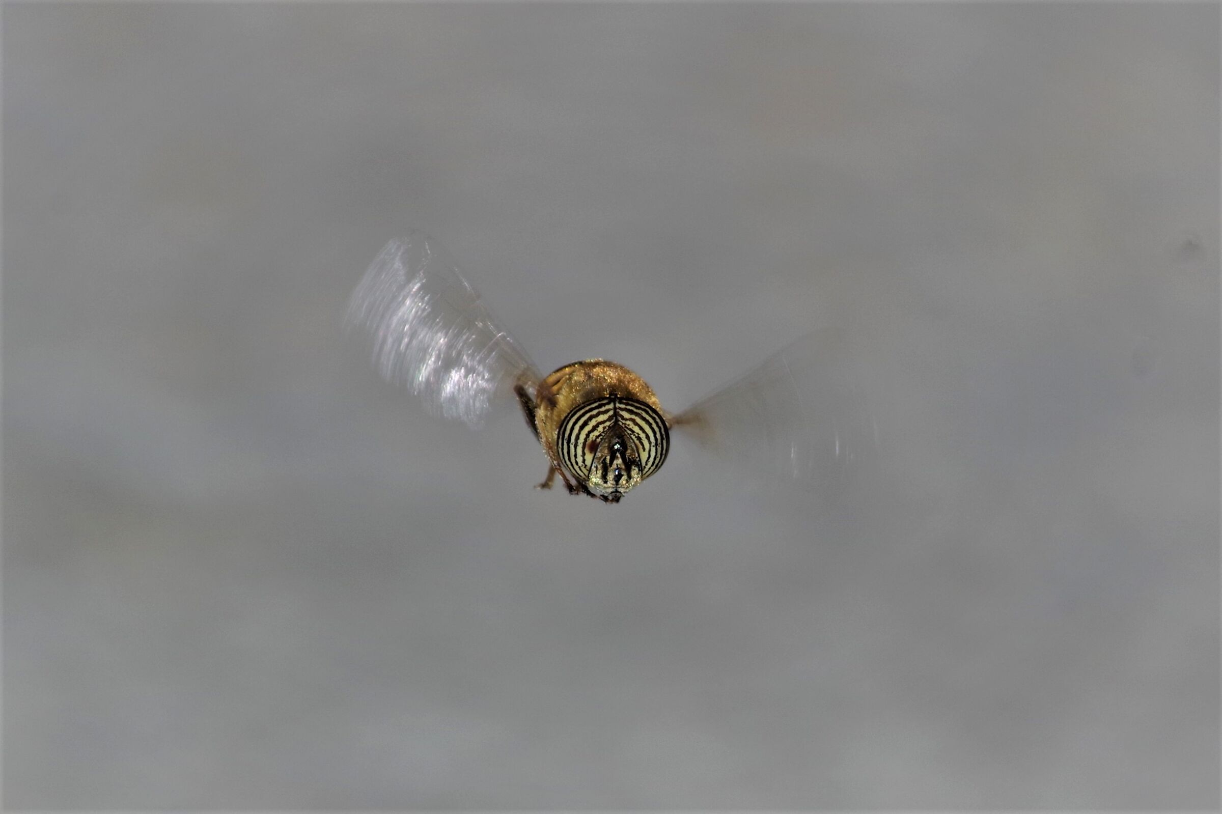 Eristalinus taeniops - Syrphidae