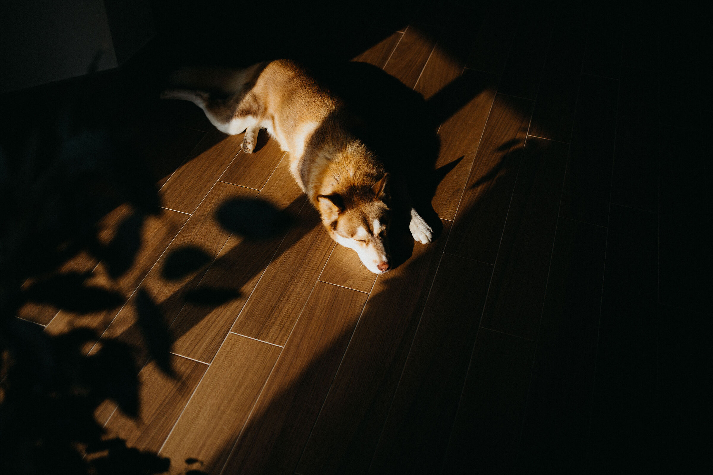 Lucky. Tired dog