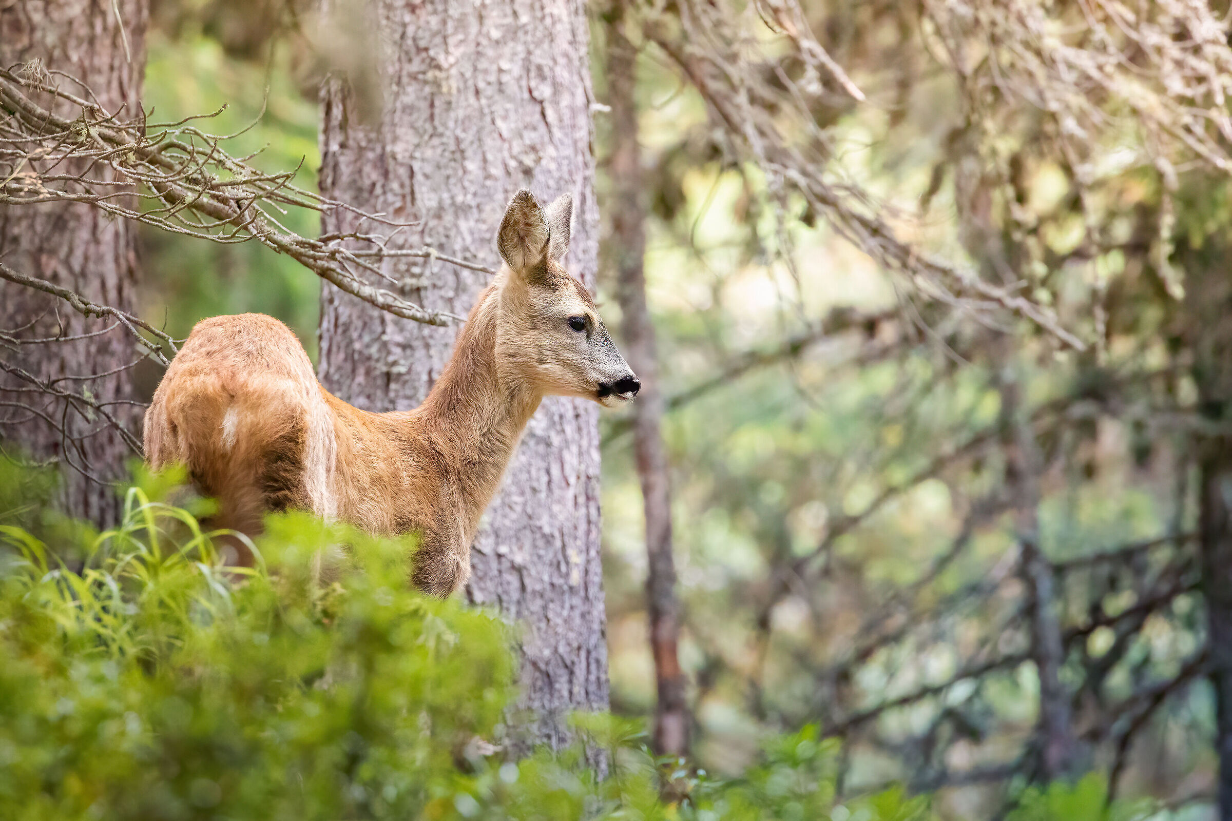 Alberi vecchi e giovani vite