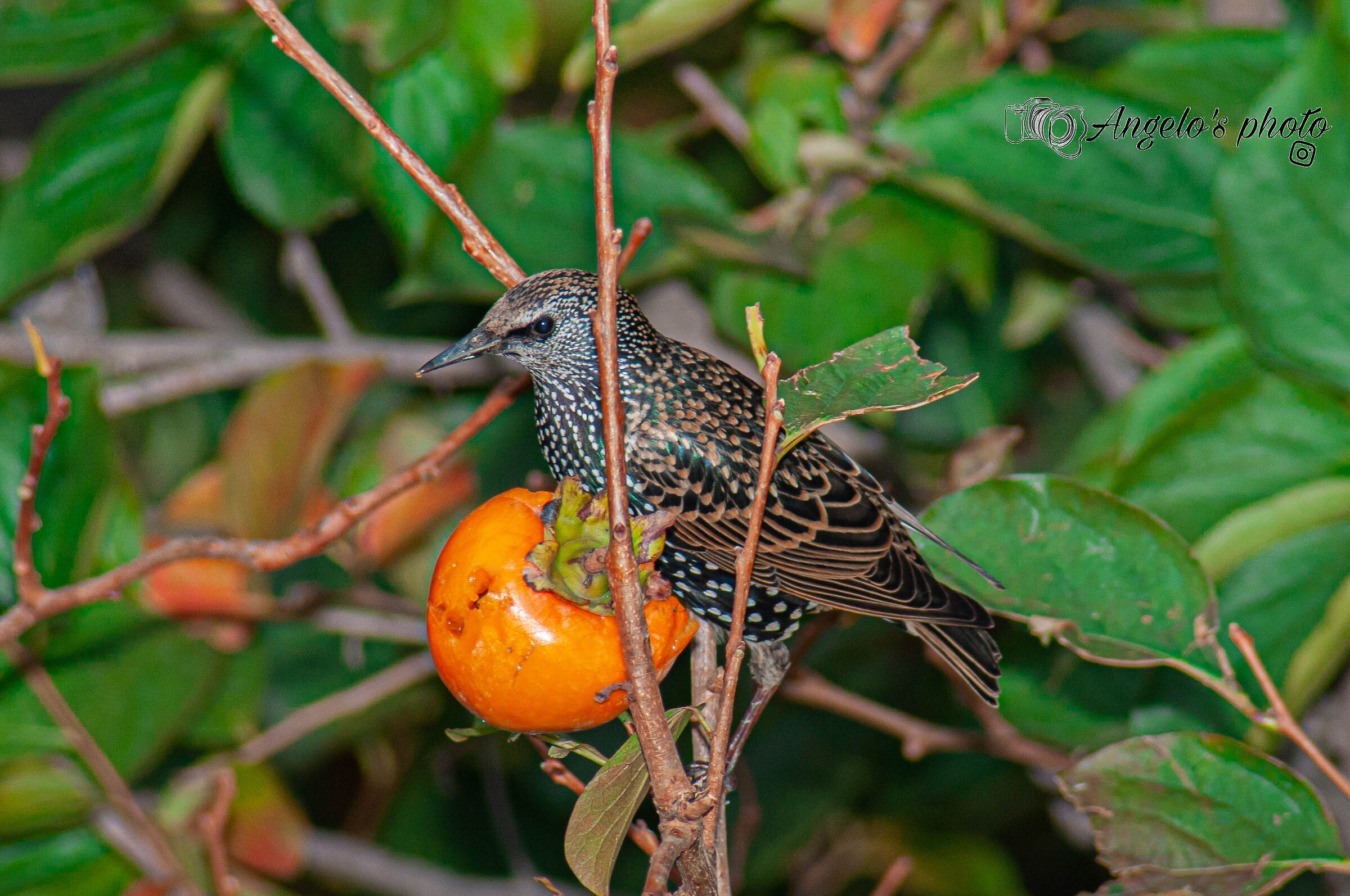 Starling in search of food and warmer lands...