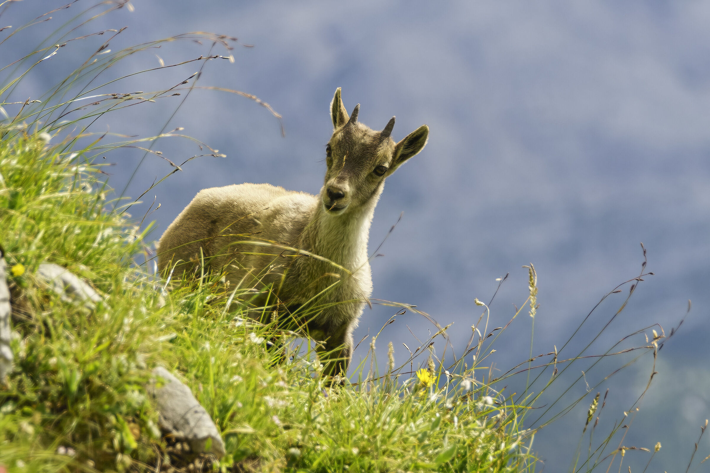 Cucciolo di stambecco