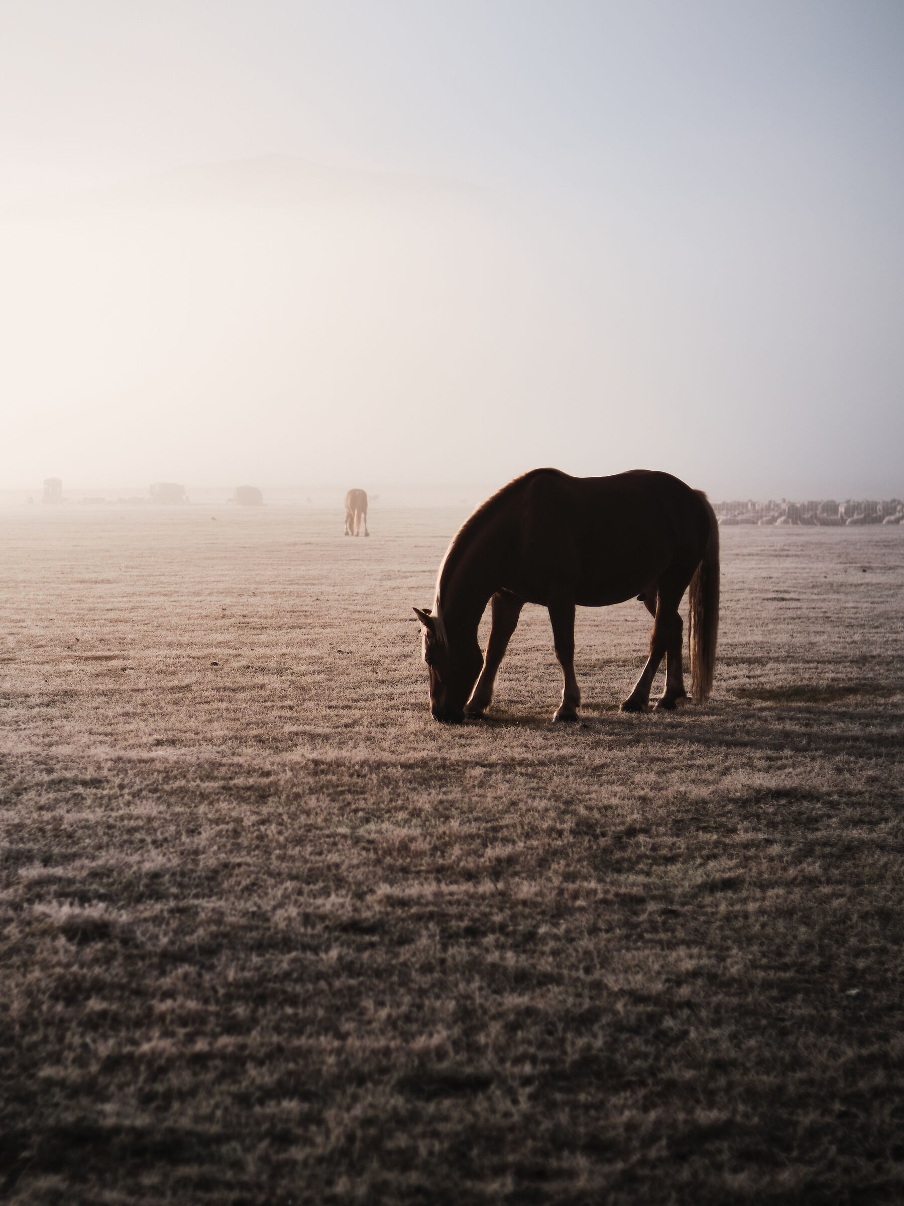 Horse in the fog