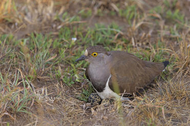 Vanellus lugubris