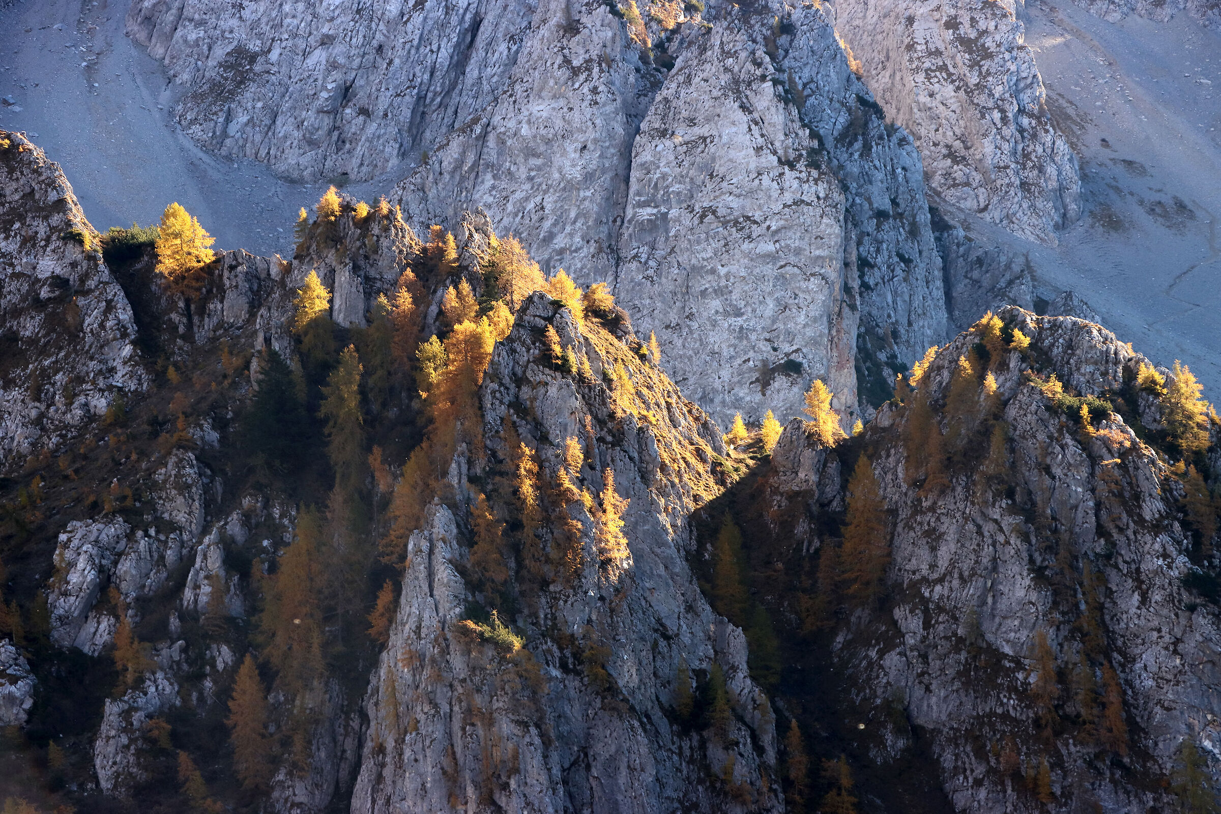 larch "mountaineers"