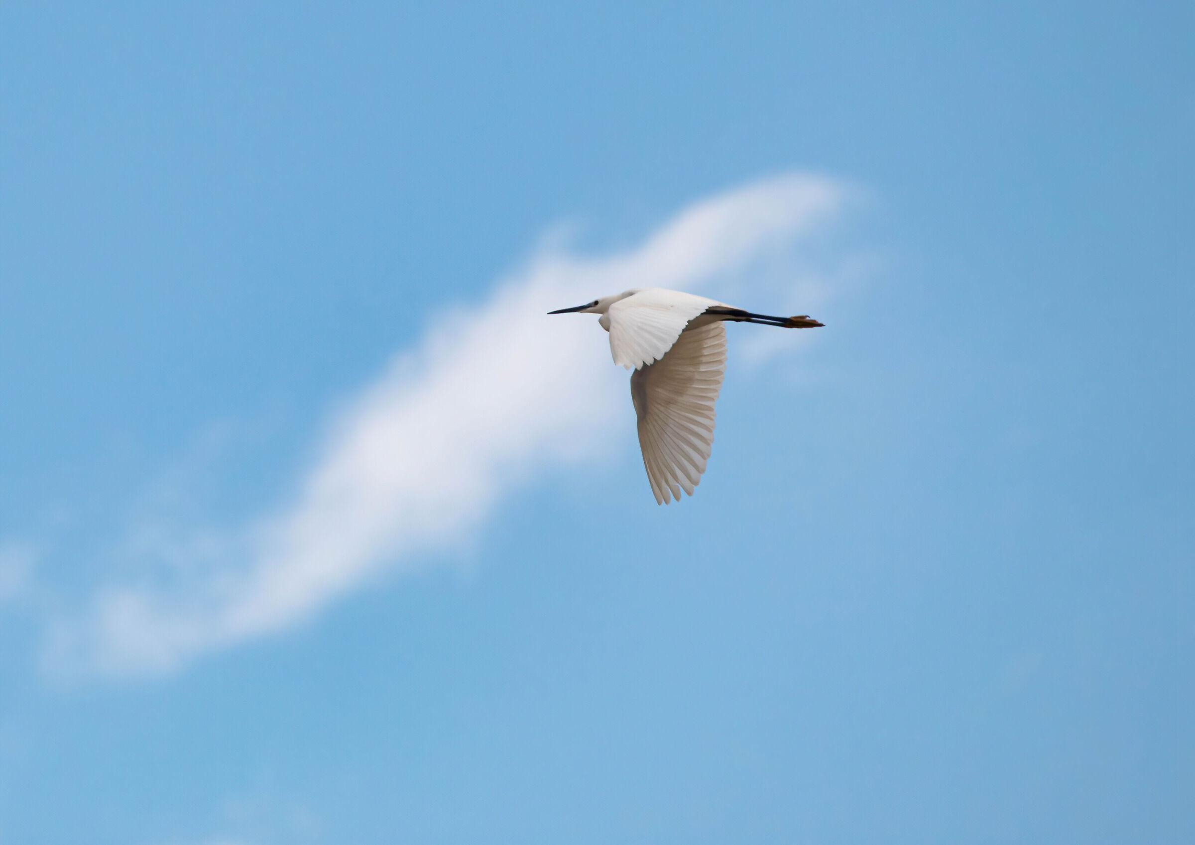 egret