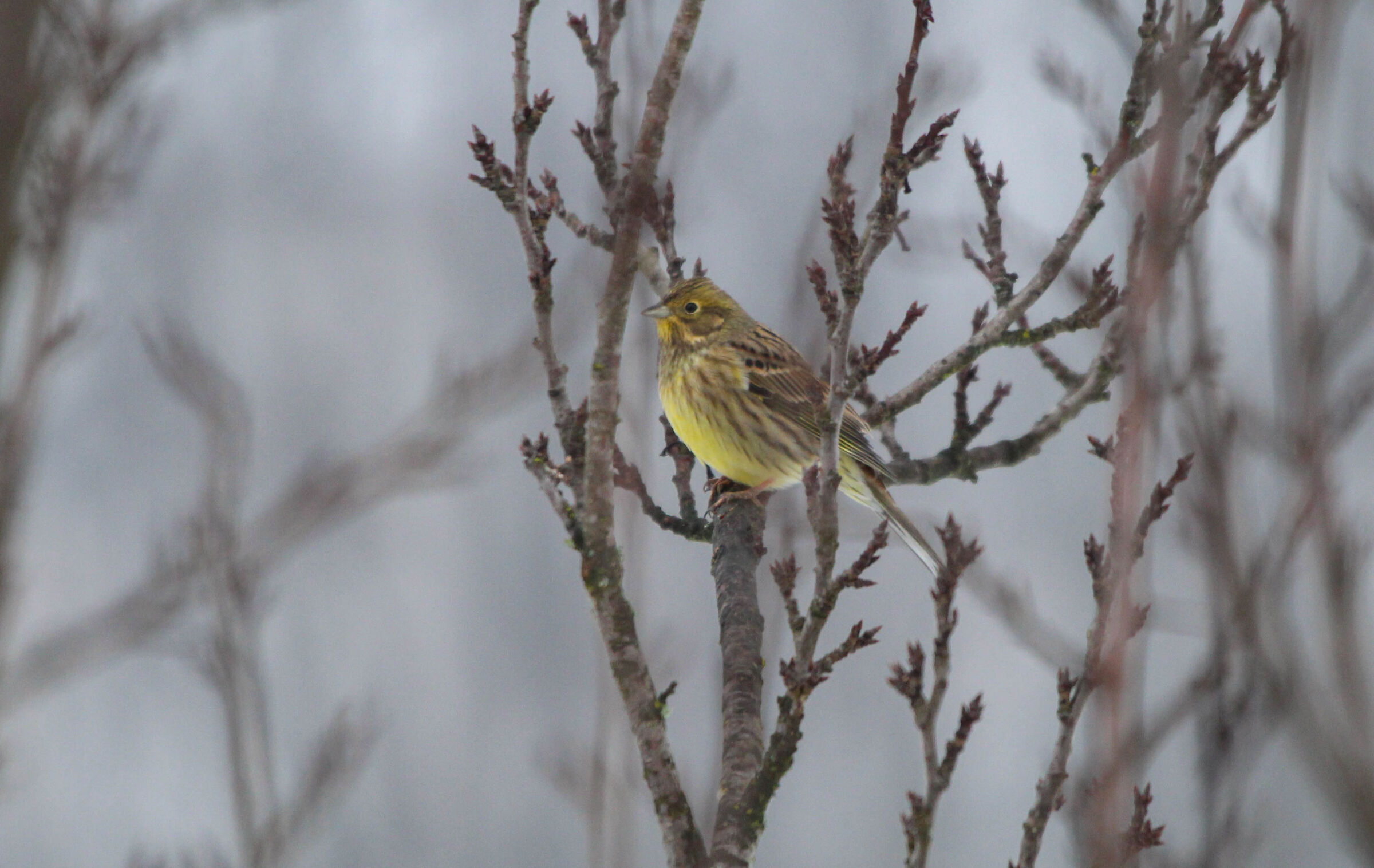 yellowhammer