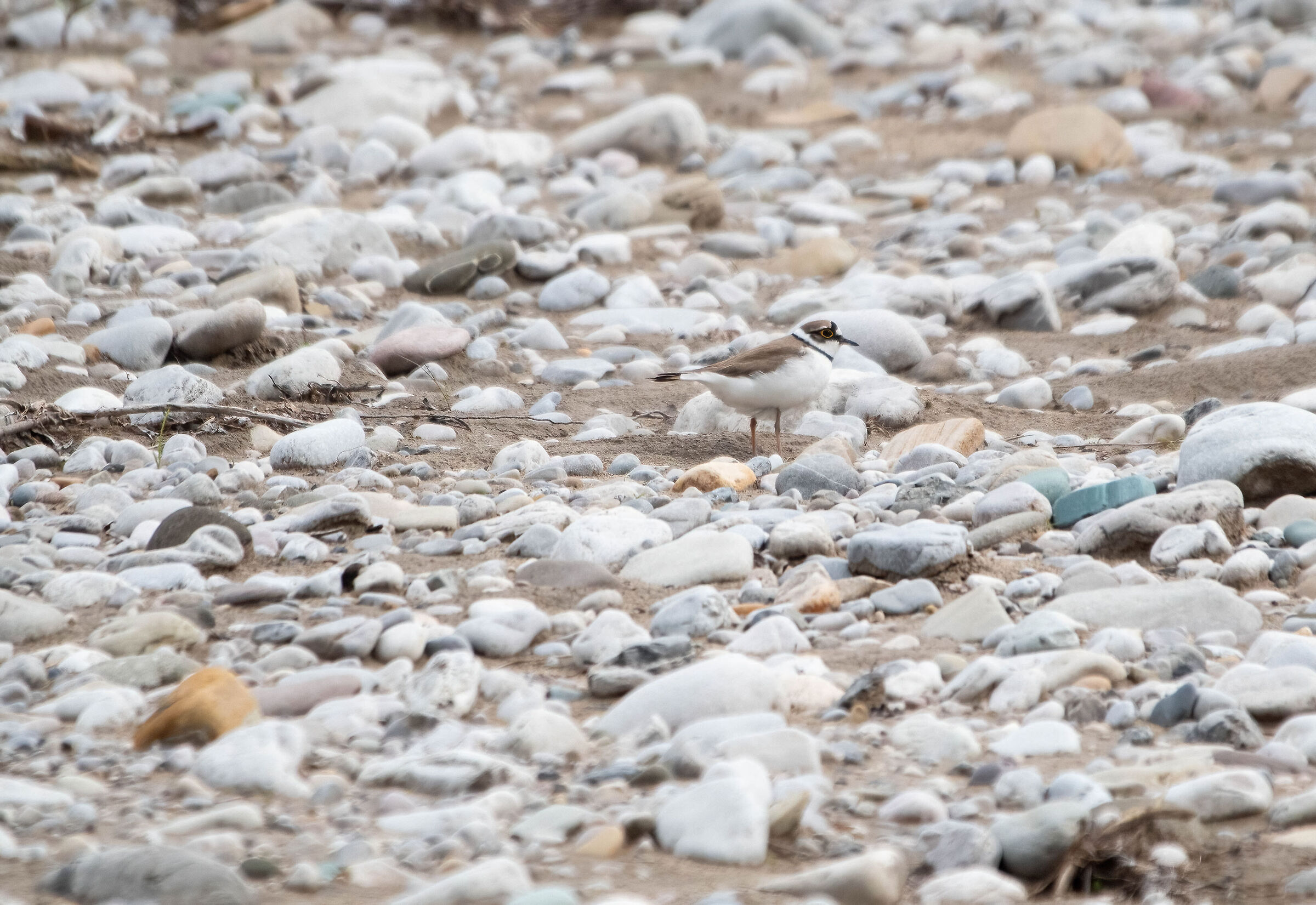 little ringed plover